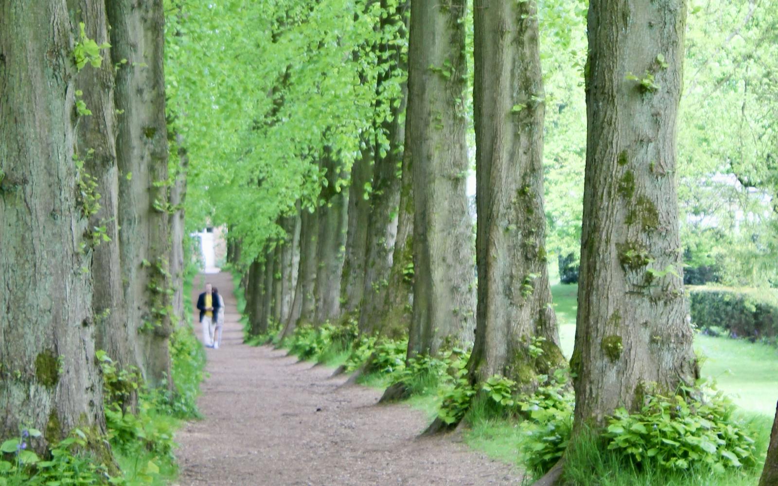 A couple in a park walking through an avenue of trees