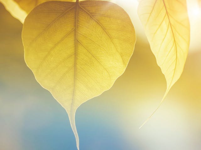 Sunlight shining through yellow leaves