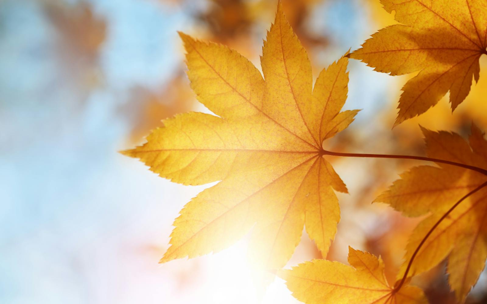 Sunlight shining through yellow leaves
