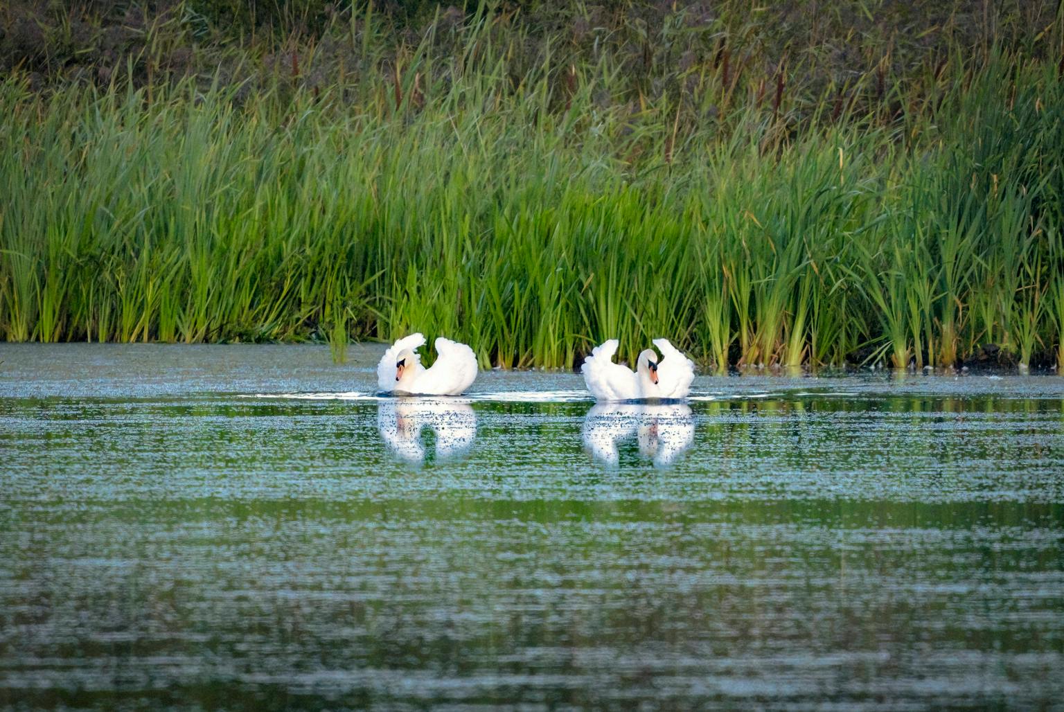 Two mute swans are swimming in a lake, reflected in the water. Tall green reeds line the background.
