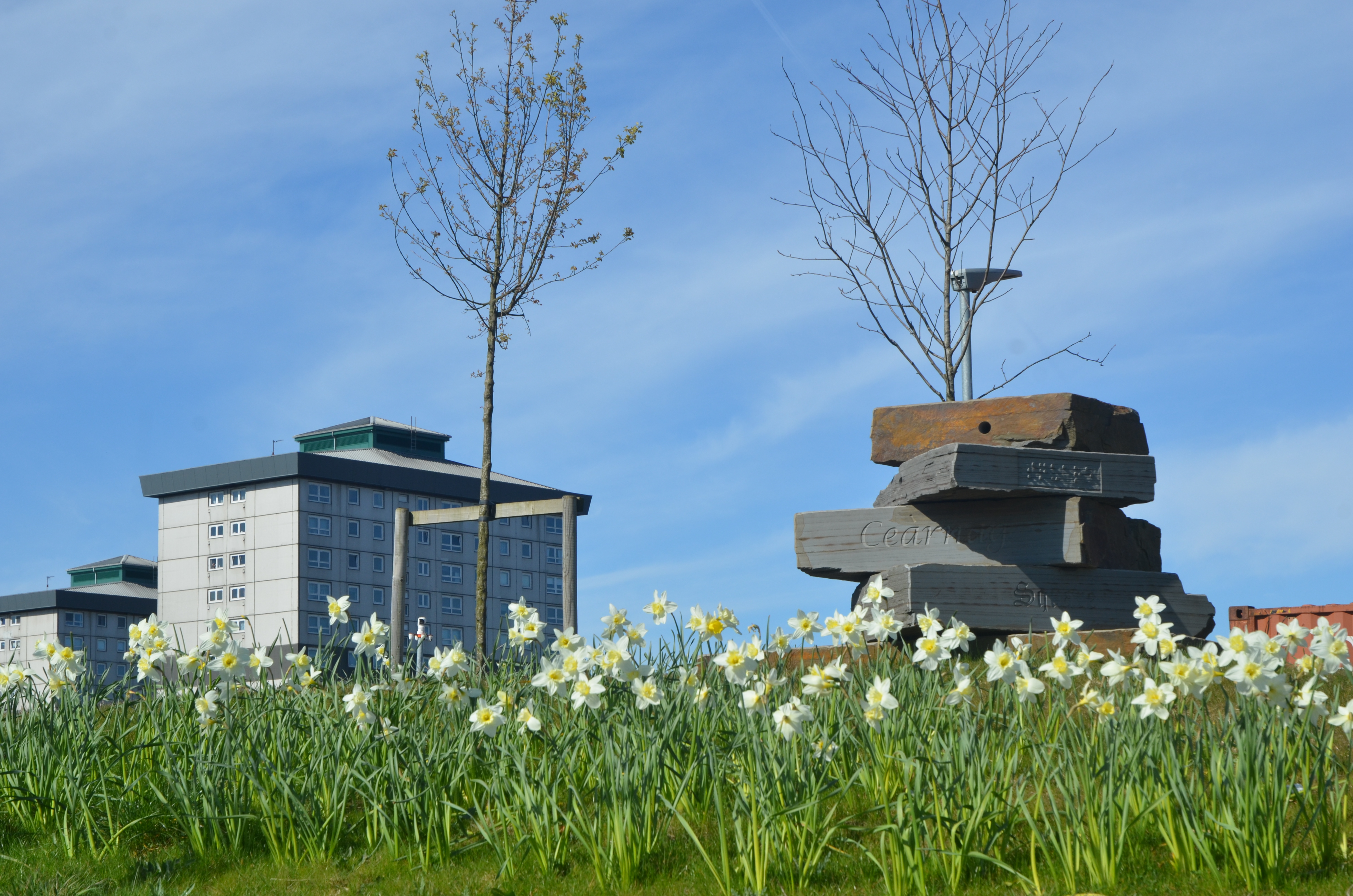 A grassy park with daffodils, under a clear sky, and houses in the background