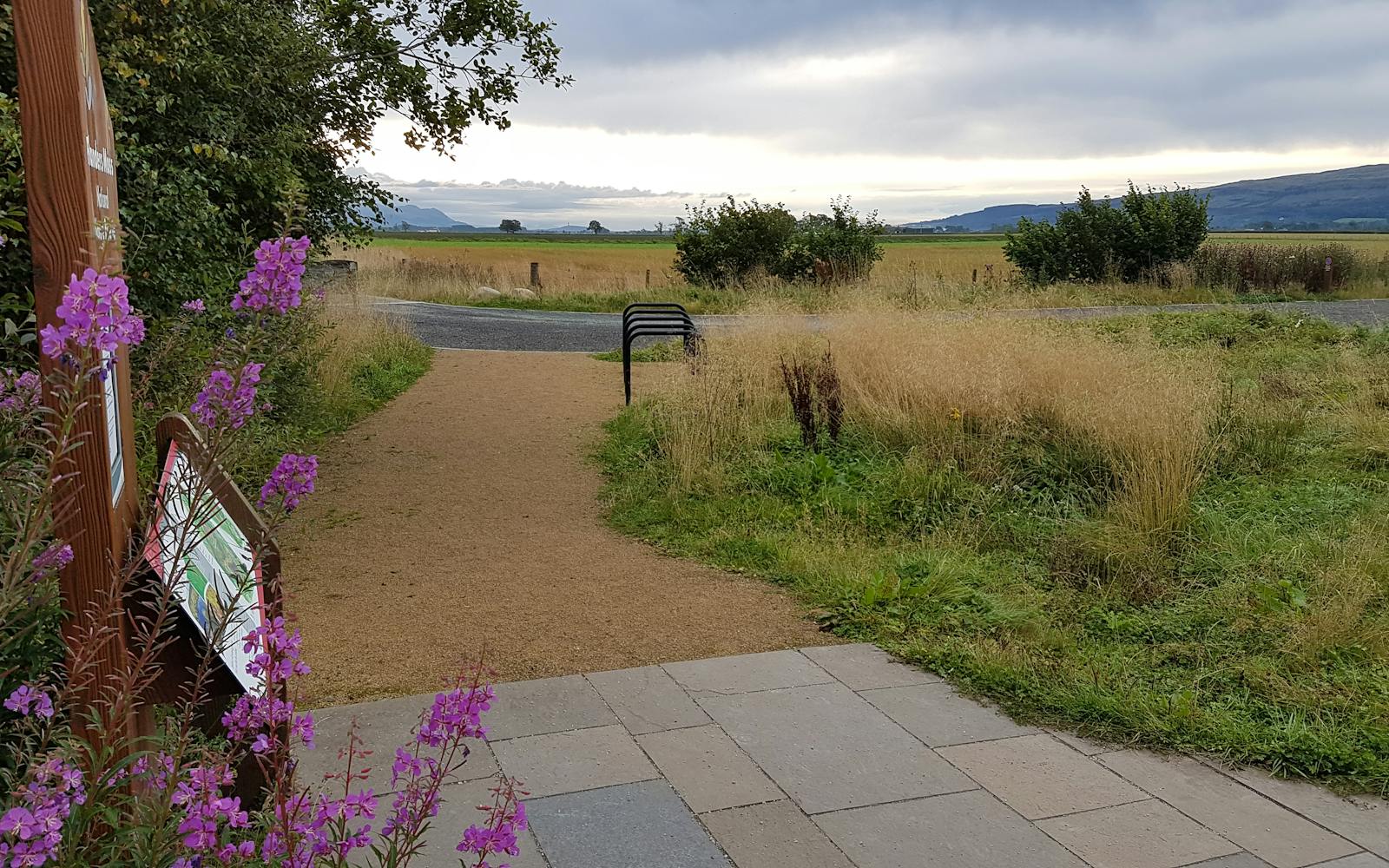 A path surrounded by grass and flowers