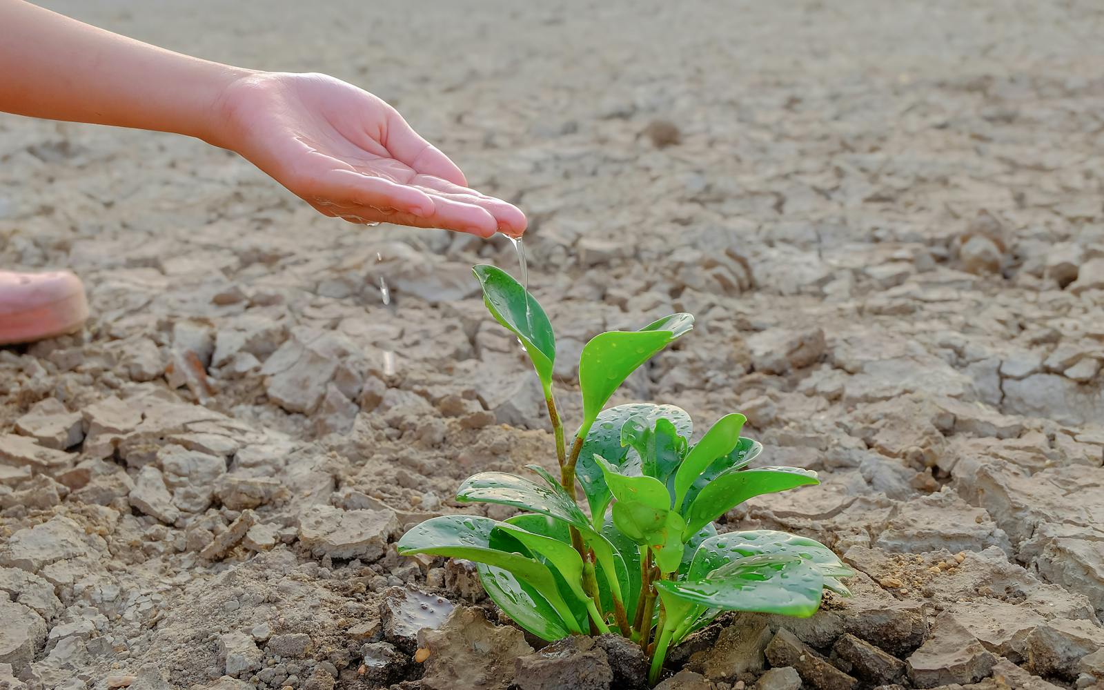 A close-up of a small green plant growing in dry, cracked soil, with a hand gently watering it using a few drops of water.
