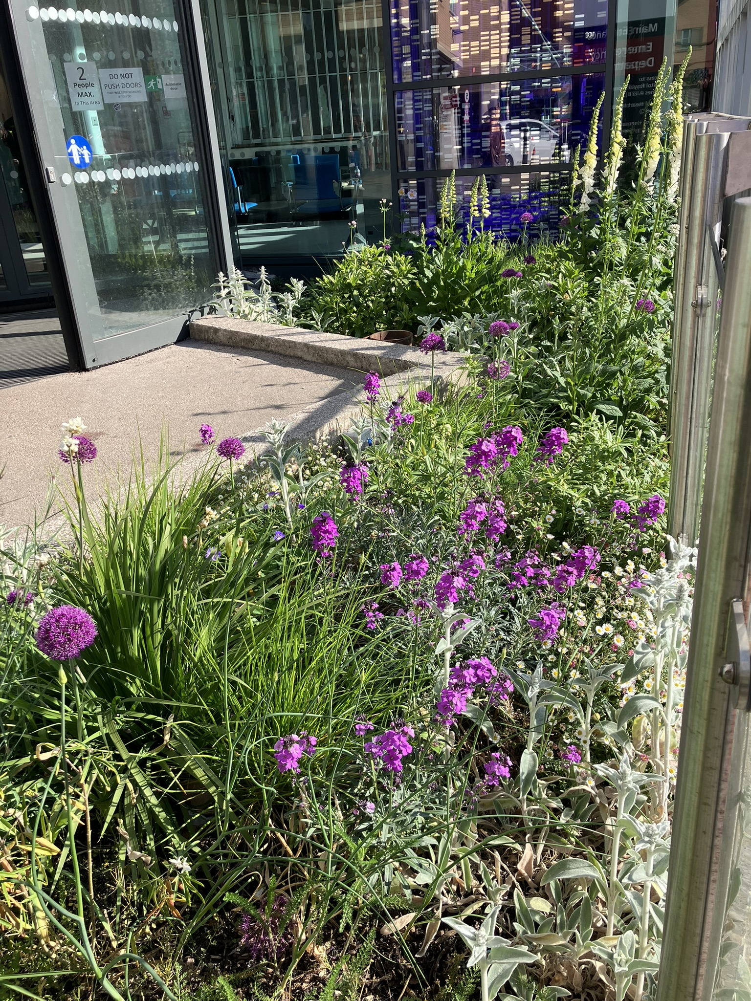 A colourful flowerbed outside hospital doors - purple and white flowers are in the foreground