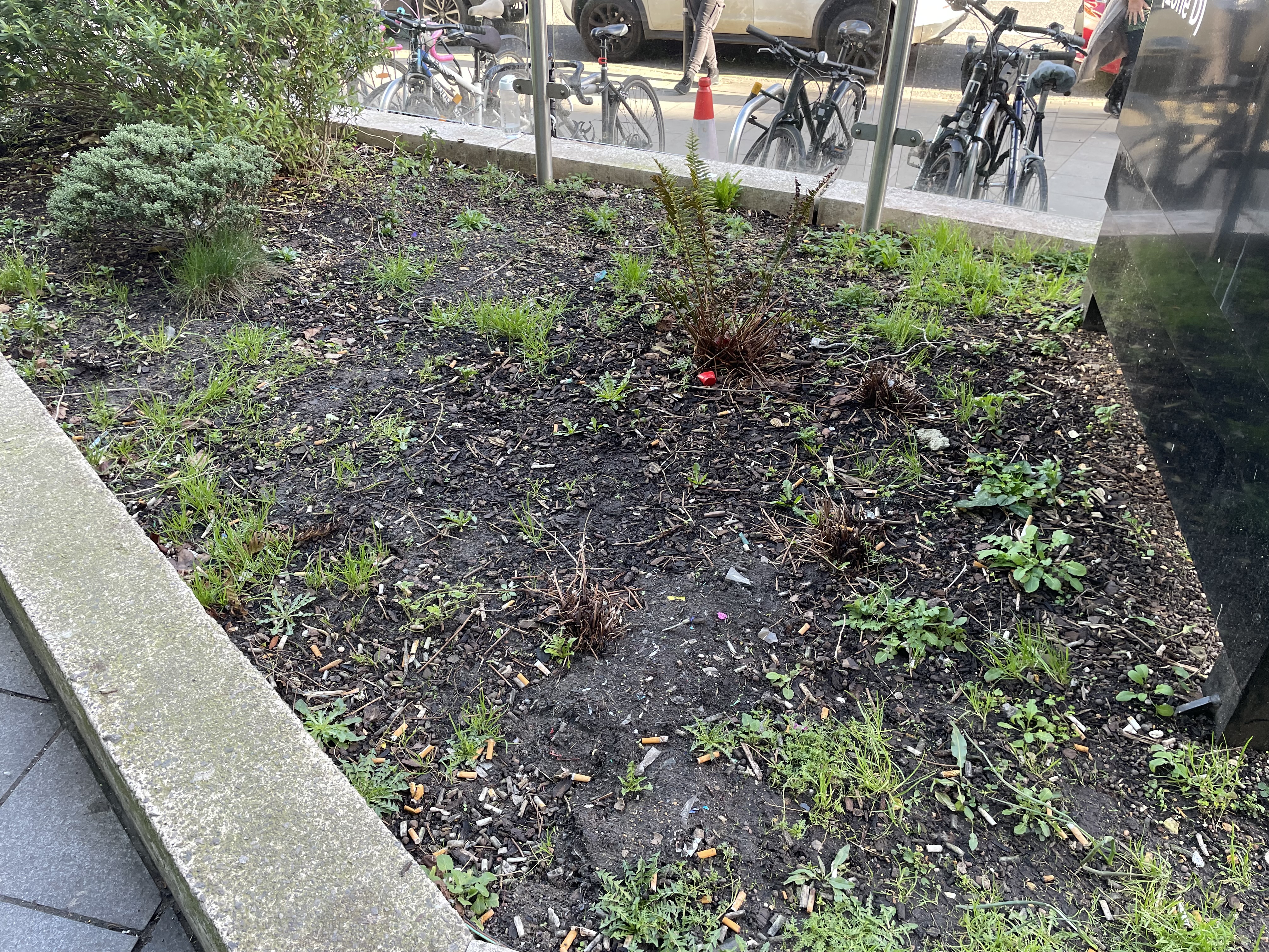 A neglected flowerbed with weeds