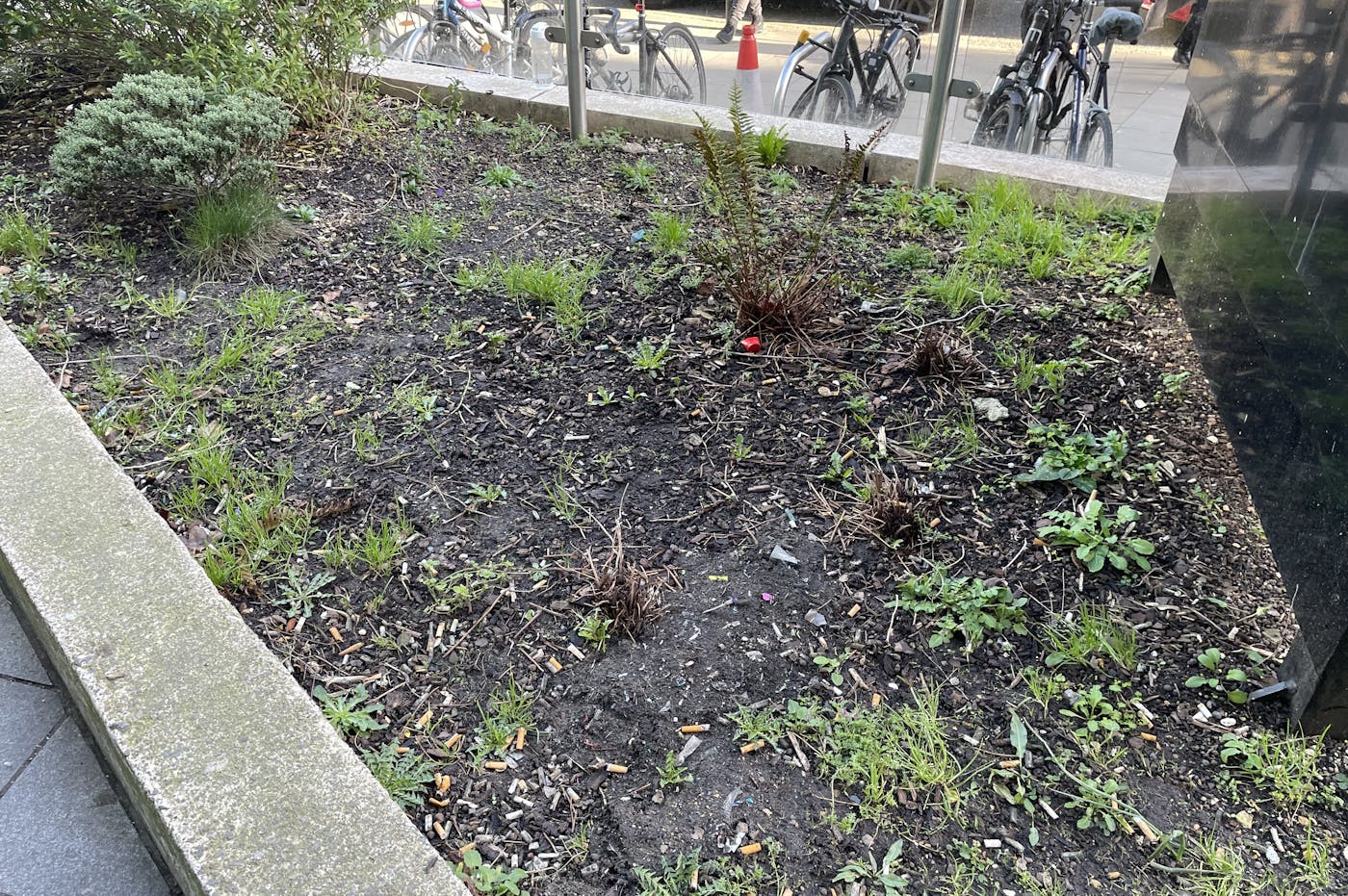 A neglected flowerbed with weeds