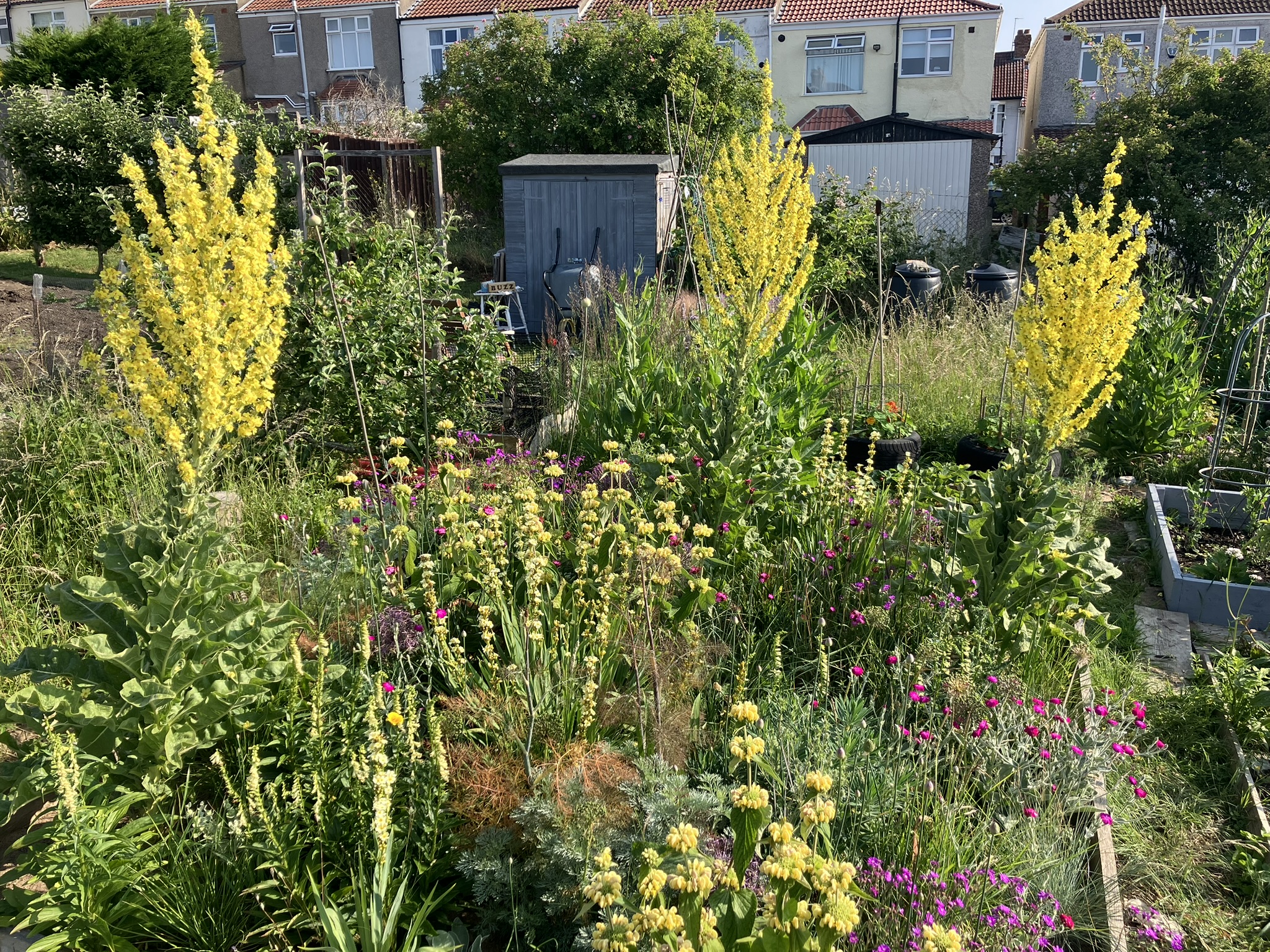 A healthy allotment with tall yellow flowers