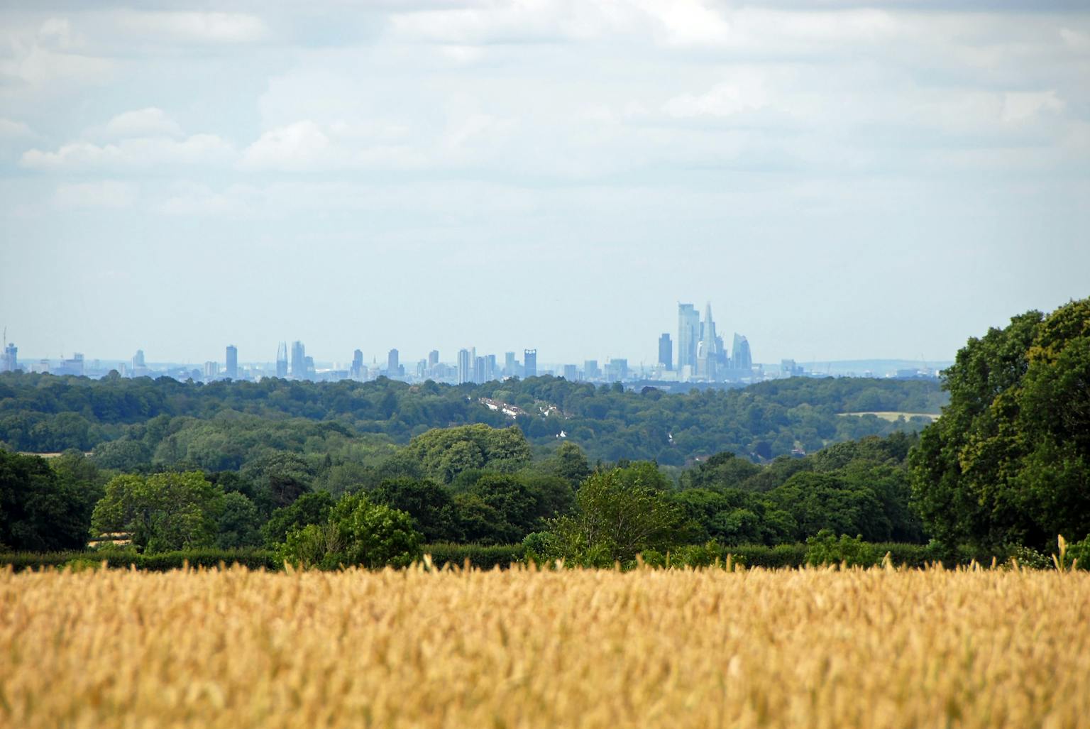A golden wheat field in the foreground with a distant city skyline visible above a line of trees.