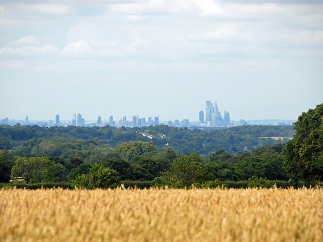 A golden wheat field in the foreground with a distant city skyline visible above a line of trees.
