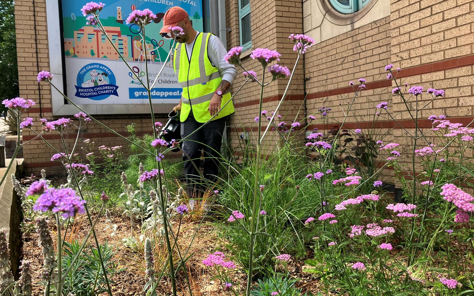 A person in a high vis vest behind some purple flowers with a hospital building in the background