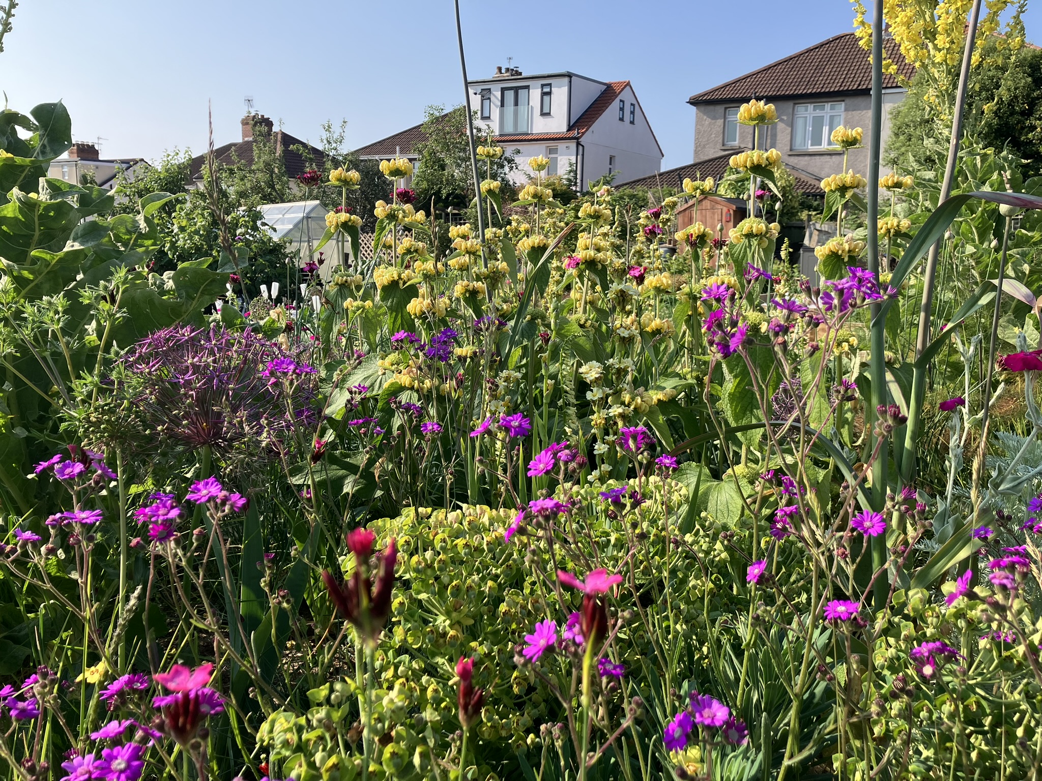 Colourful purple and yellow flowers on an allotment