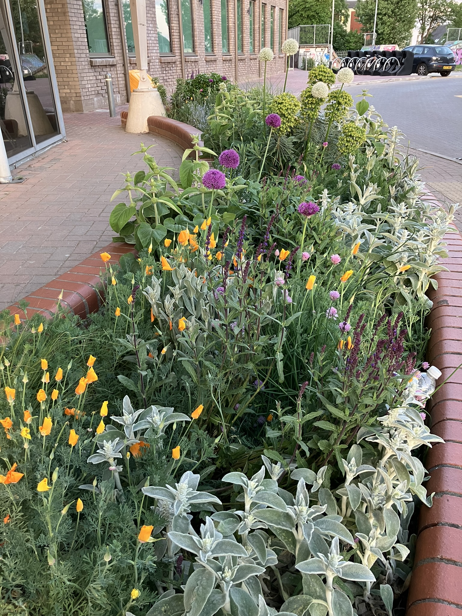 Plants and colourful flowers in a raised bed outside a leisure centre