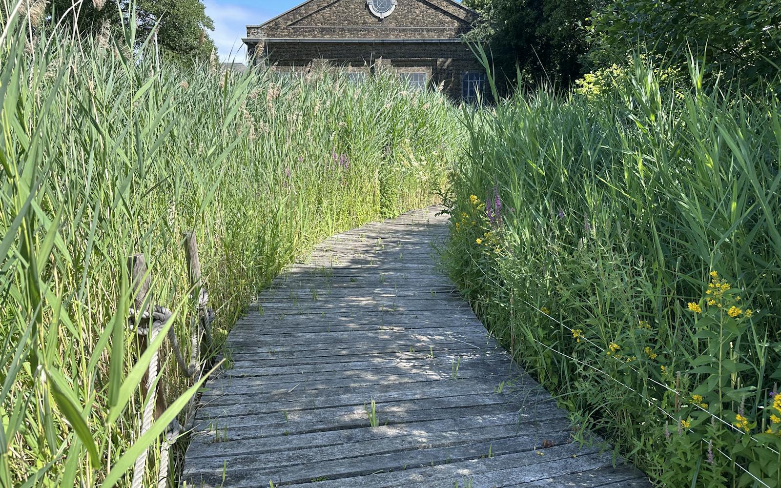 A wooden boardwalk curves through tall reeds and wildflowers, leading to a brick building with a circular window.