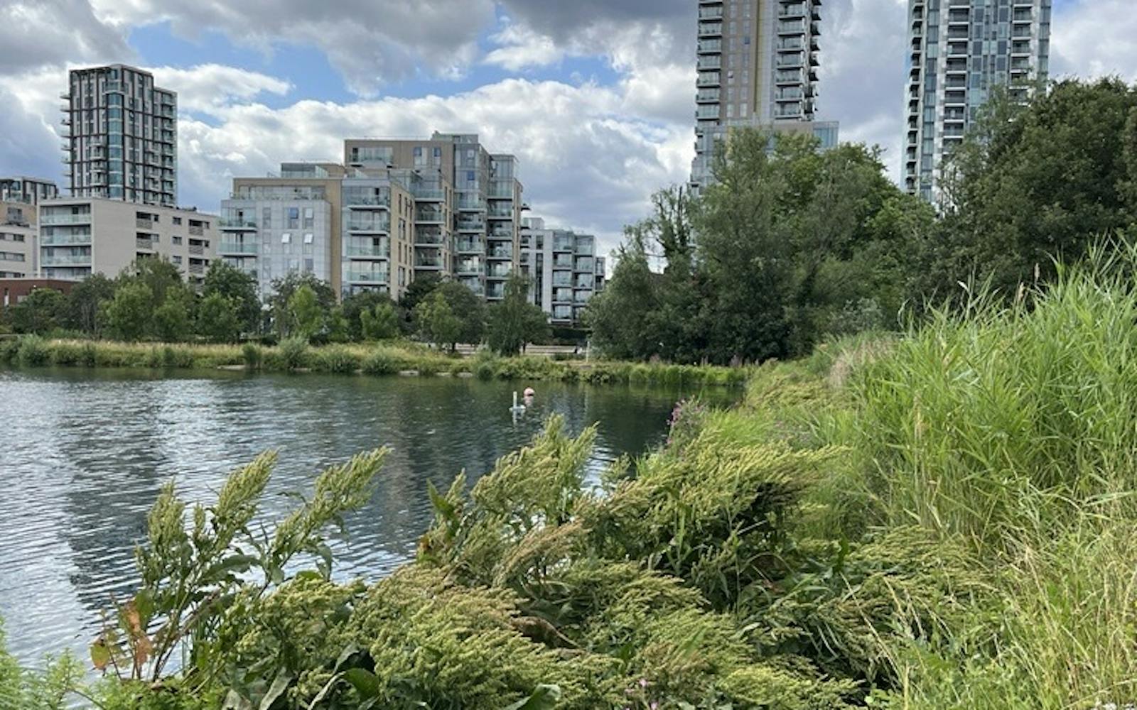 A wide shot of West Reservoir in Green Lanes, London, on a cloudy day. The foreground is dominated by a variety of green plants and tall grasses, with some wildflowers visible. The reservoir is on the left, its surface slightly rippled and reflecting the overcast sky. On the far bank, several modern, high-rise residential buildings are visible through and above a line of trees.