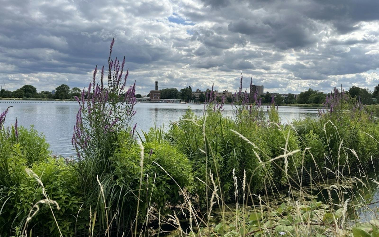 A wide shot of West Reservoir in Green Lanes, London, on a cloudy day. The foreground features a vibrant mix of green foliage, tall grasses, and clusters of purple wildflowers. The tranquil reservoir stretches across the midground, reflecting the dramatic cloud-filled sky. In the distance, a few buildings, including a prominent red-brick structure with a tall chimney, are visible on the far bank.