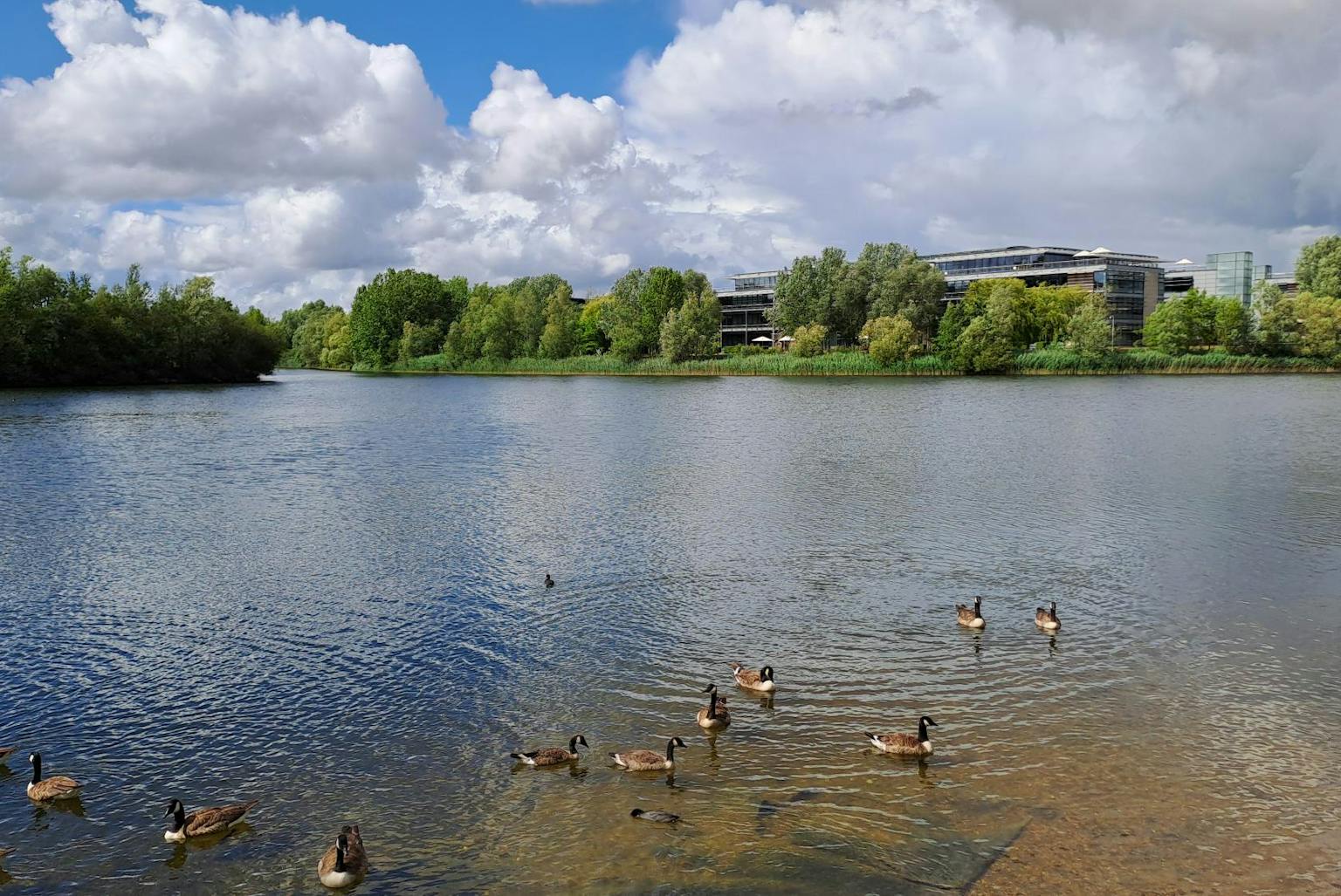 A lake with ducks and geese in the foreground, with trees and a business park on the opposite shore under a cloudy sky.