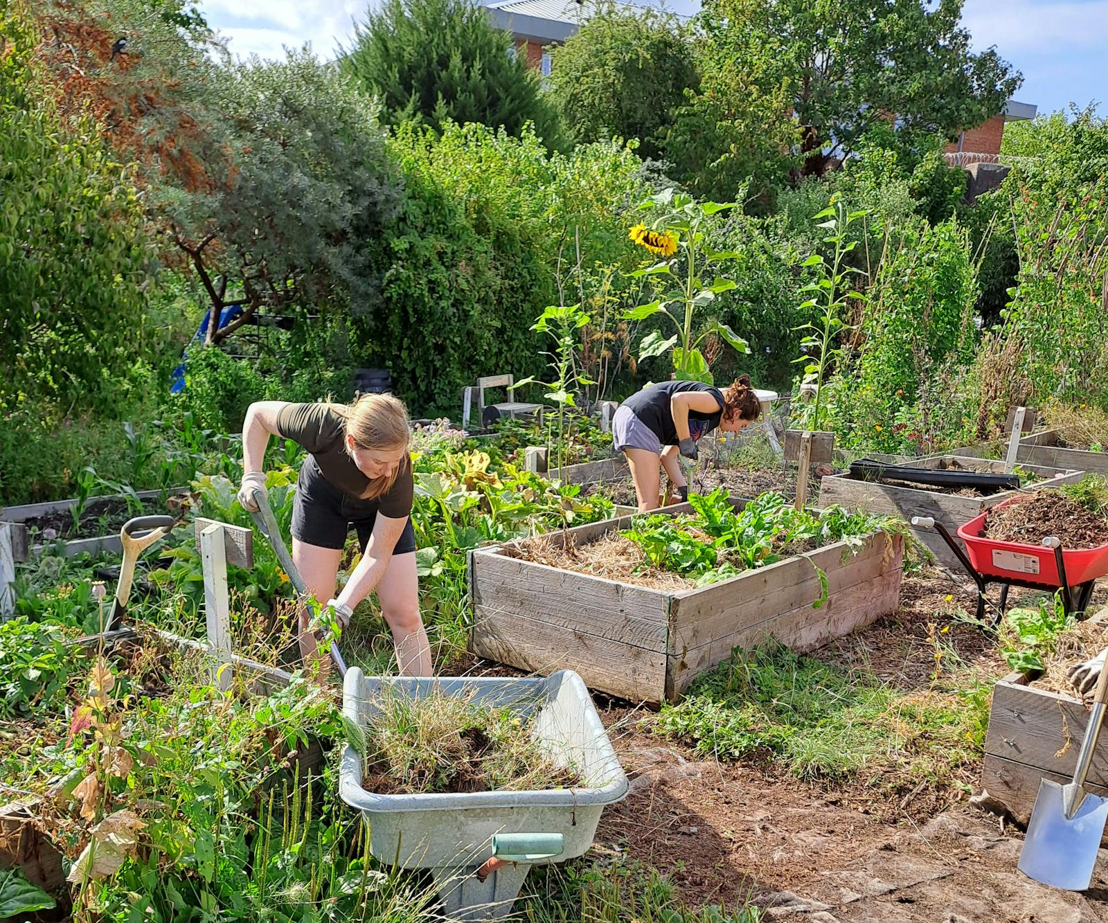 Two people are working in a community garden, one in the foreground shoveling weeds into a wheelbarrow, and another in the background weeding a raised bed.