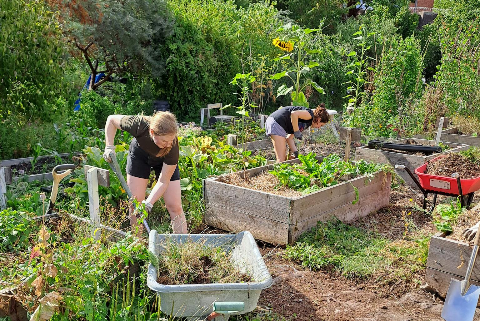 Two people are working in a community garden, one in the foreground shoveling weeds into a wheelbarrow, and another in the background weeding a raised bed.