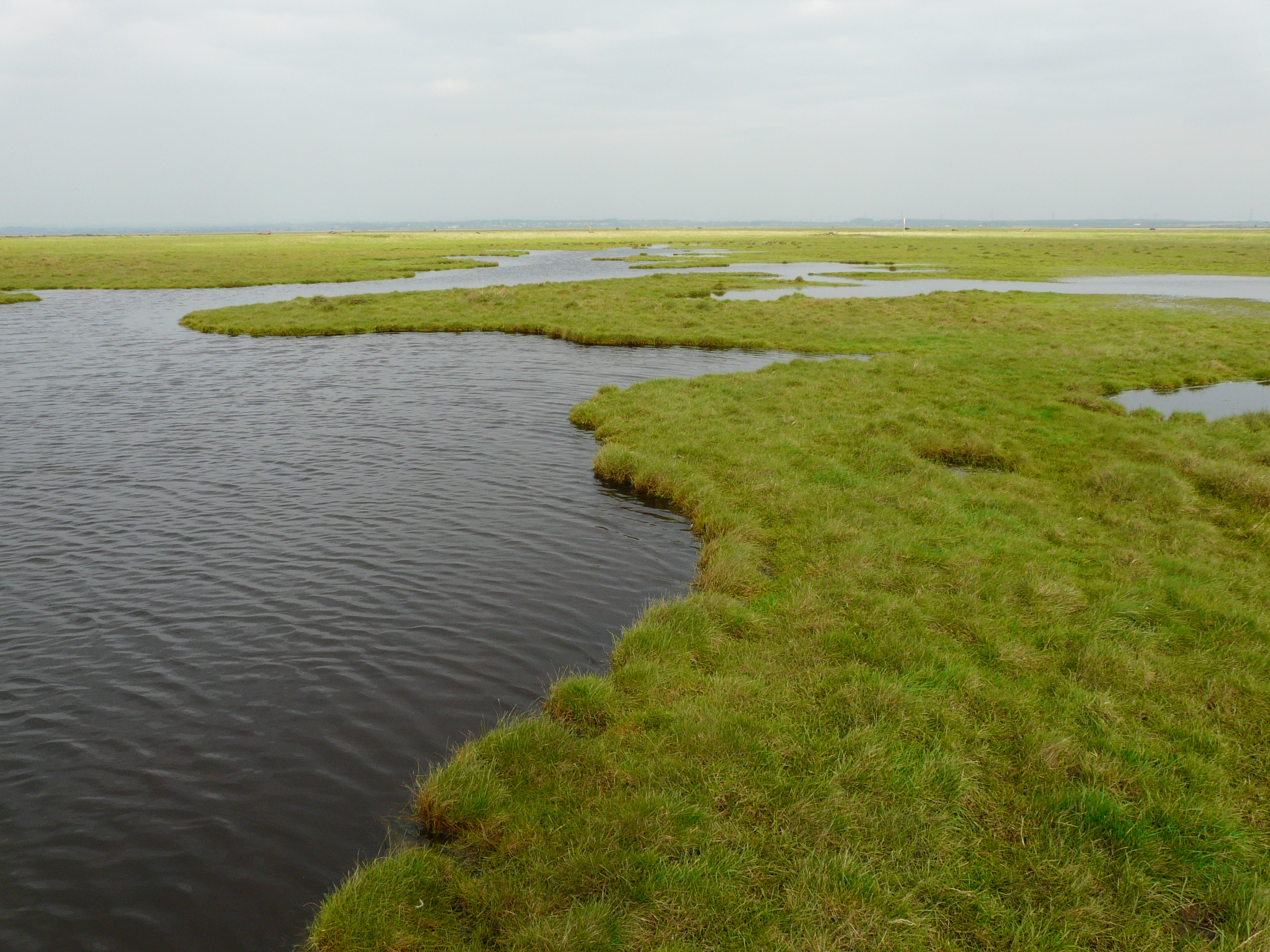 An aerial view of a wetland landscape. Dark water winds through vibrant green marsh grass under a cloudy, grey sky.