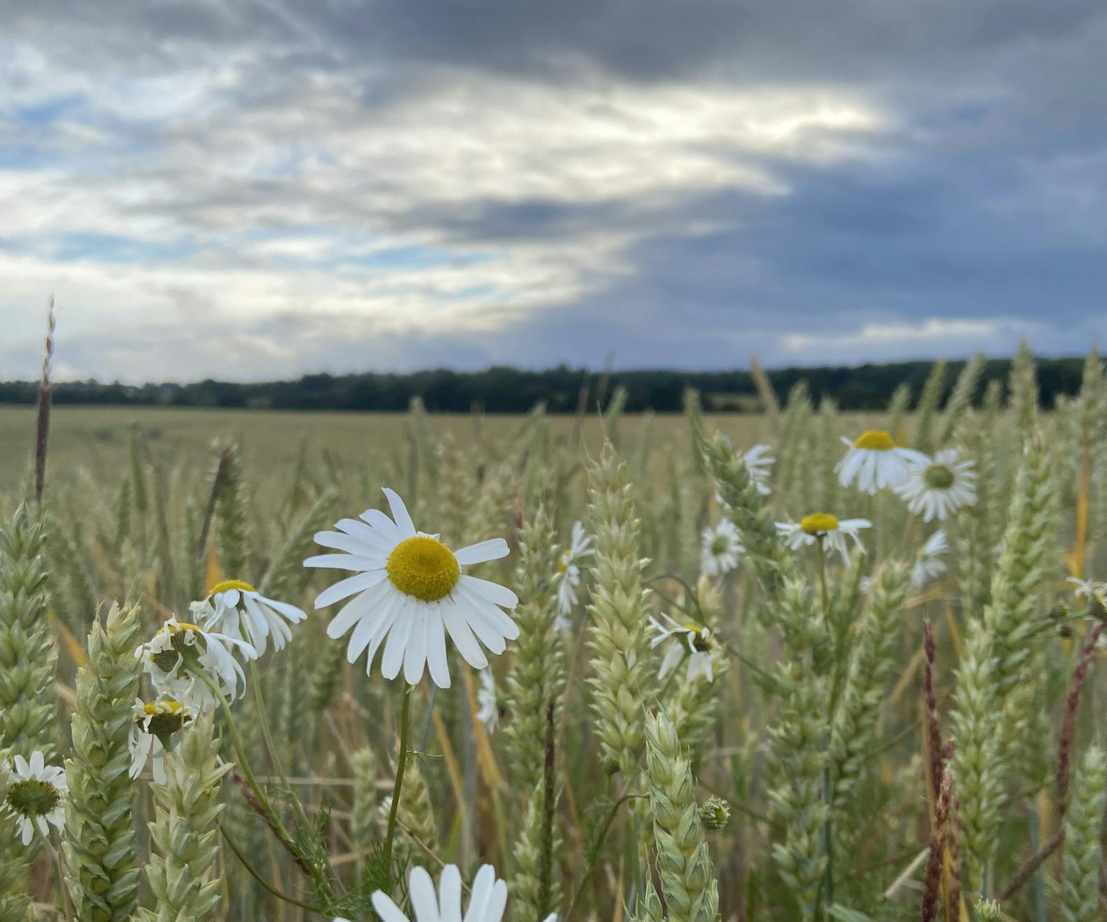 Wildflowers in a field