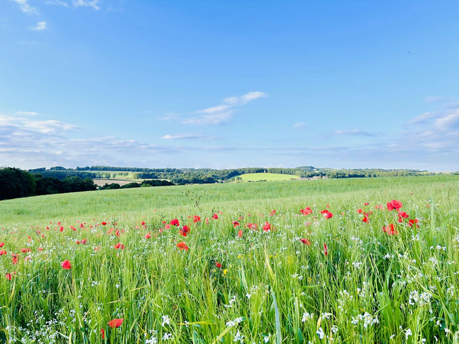 Wildflowers in a field