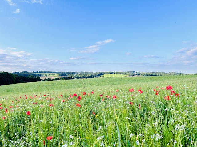 Wildflowers in a field