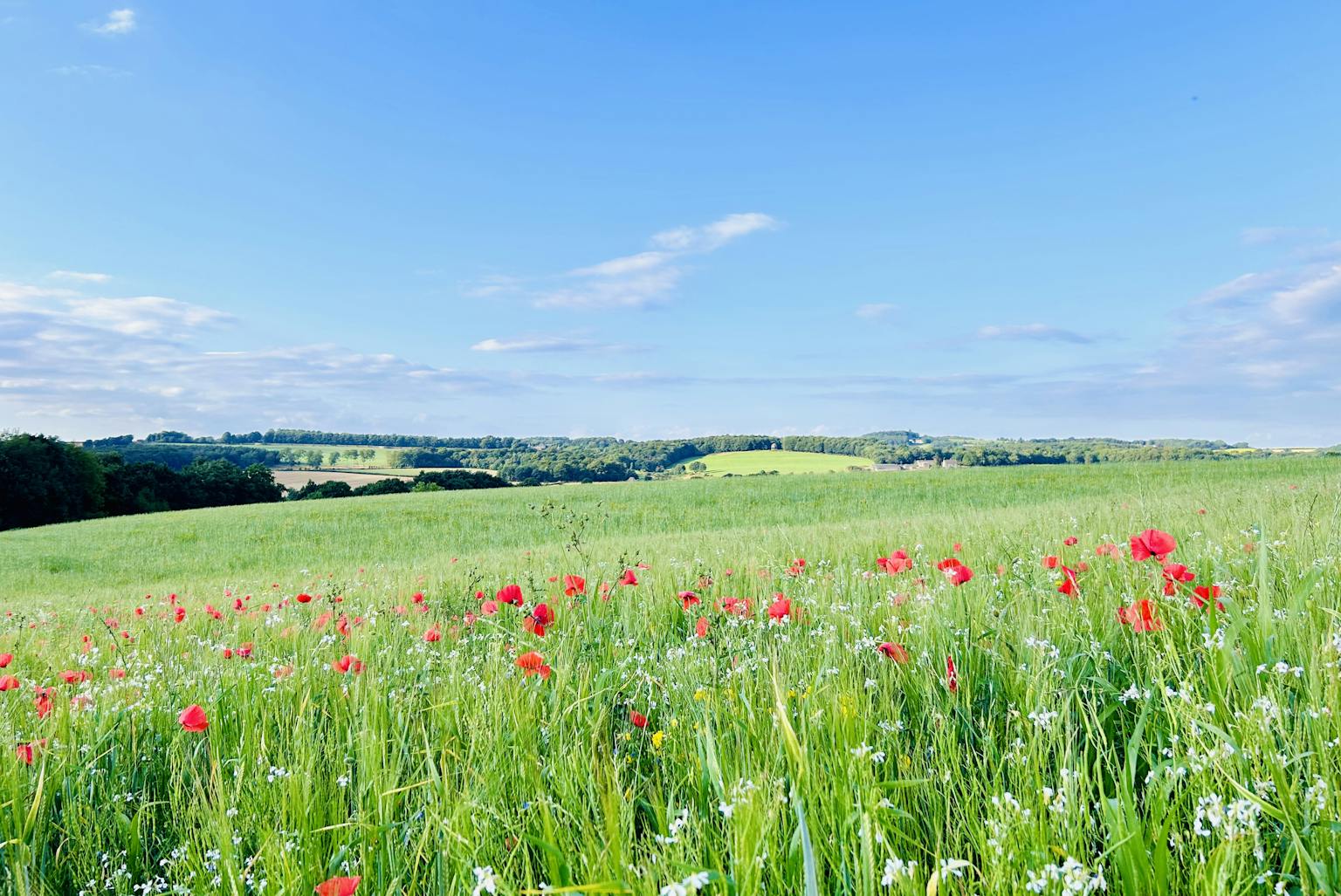 Wild flowers in a field