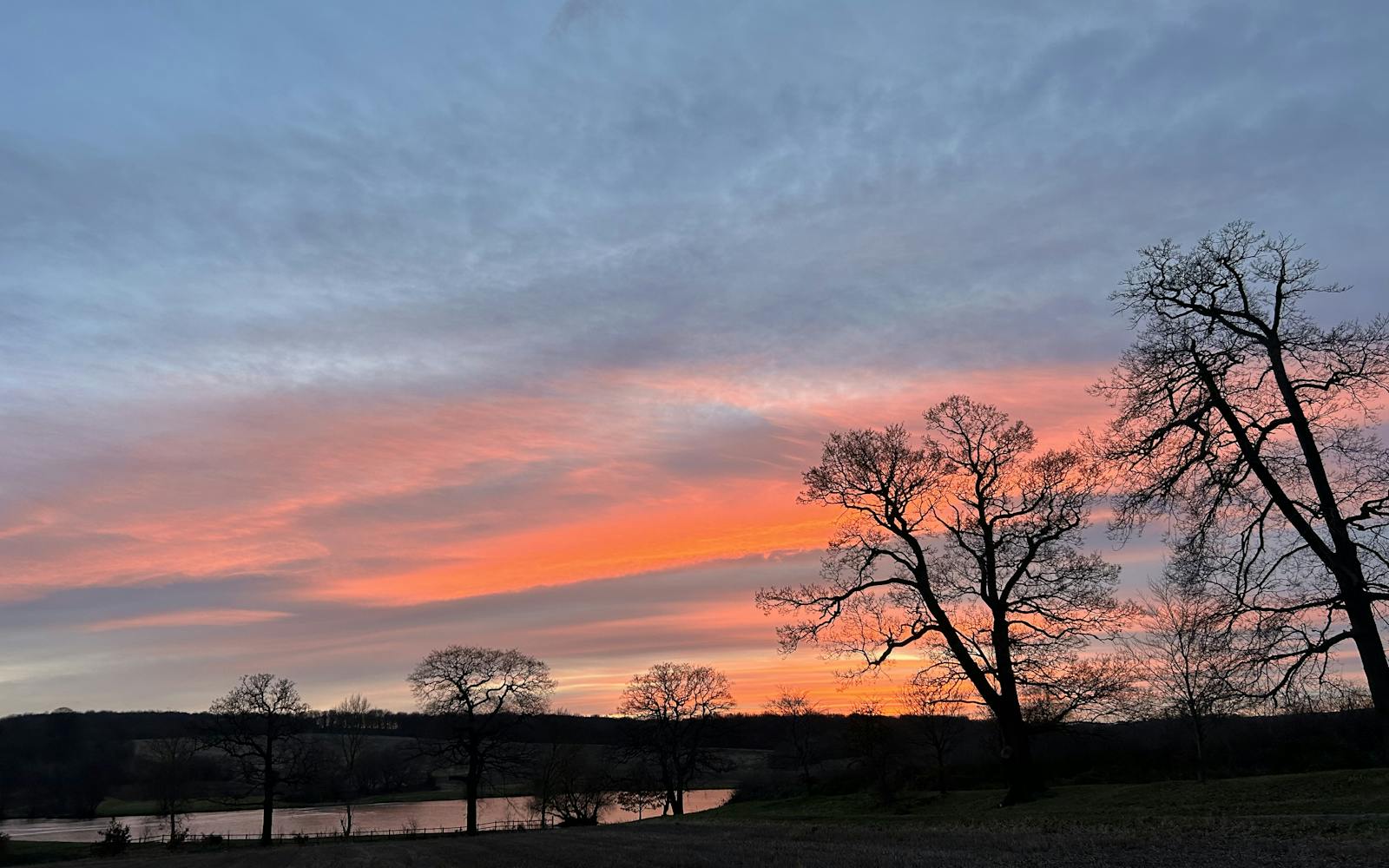 Trees silhouetted by a pink sunset