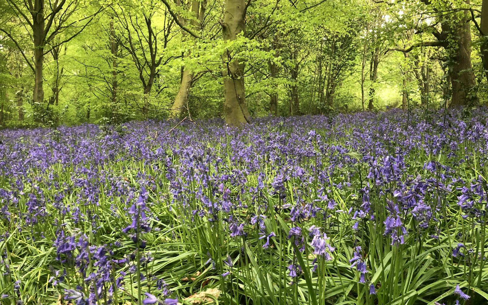 Bluebells in woodland
