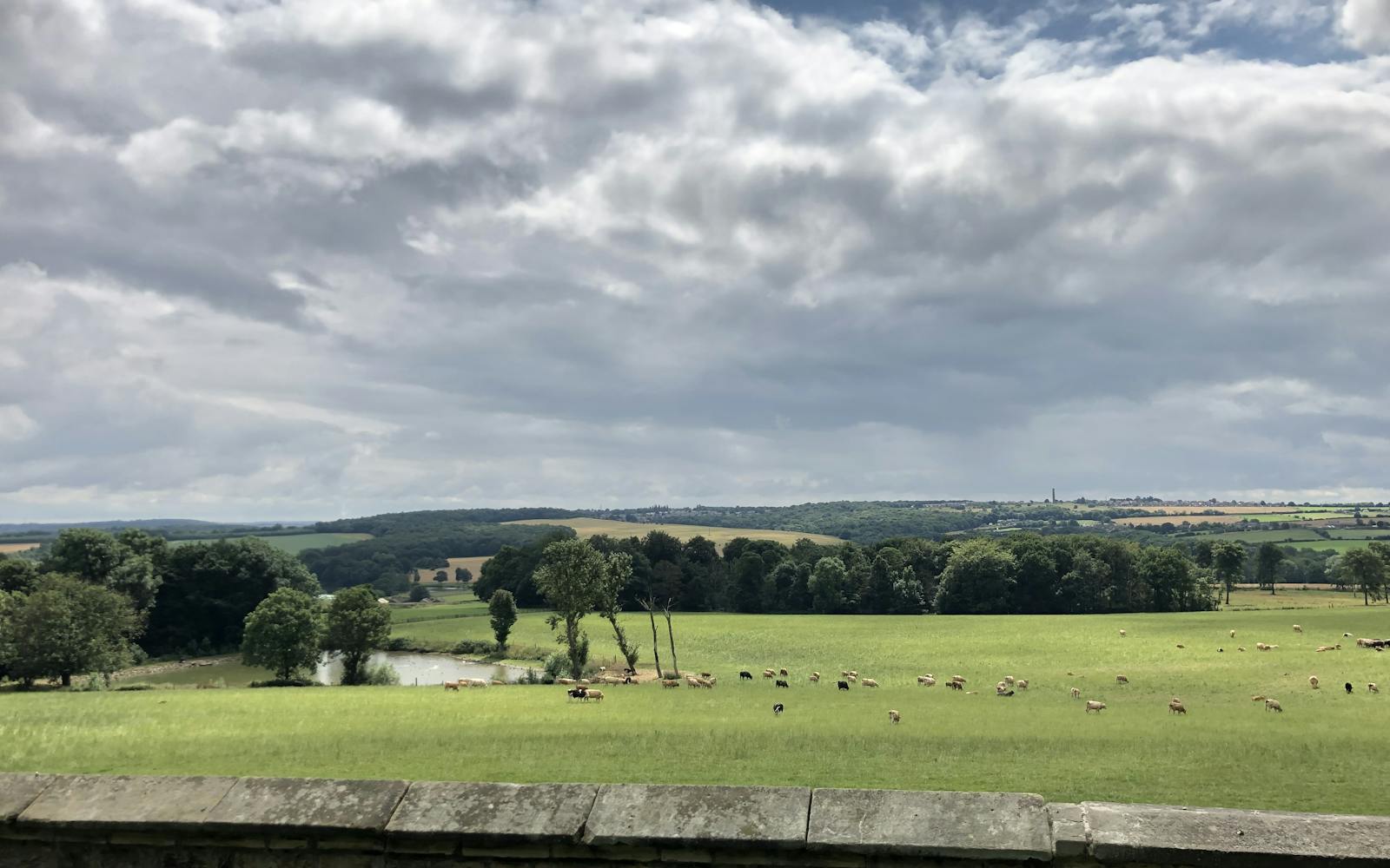 fields with livestock grazing