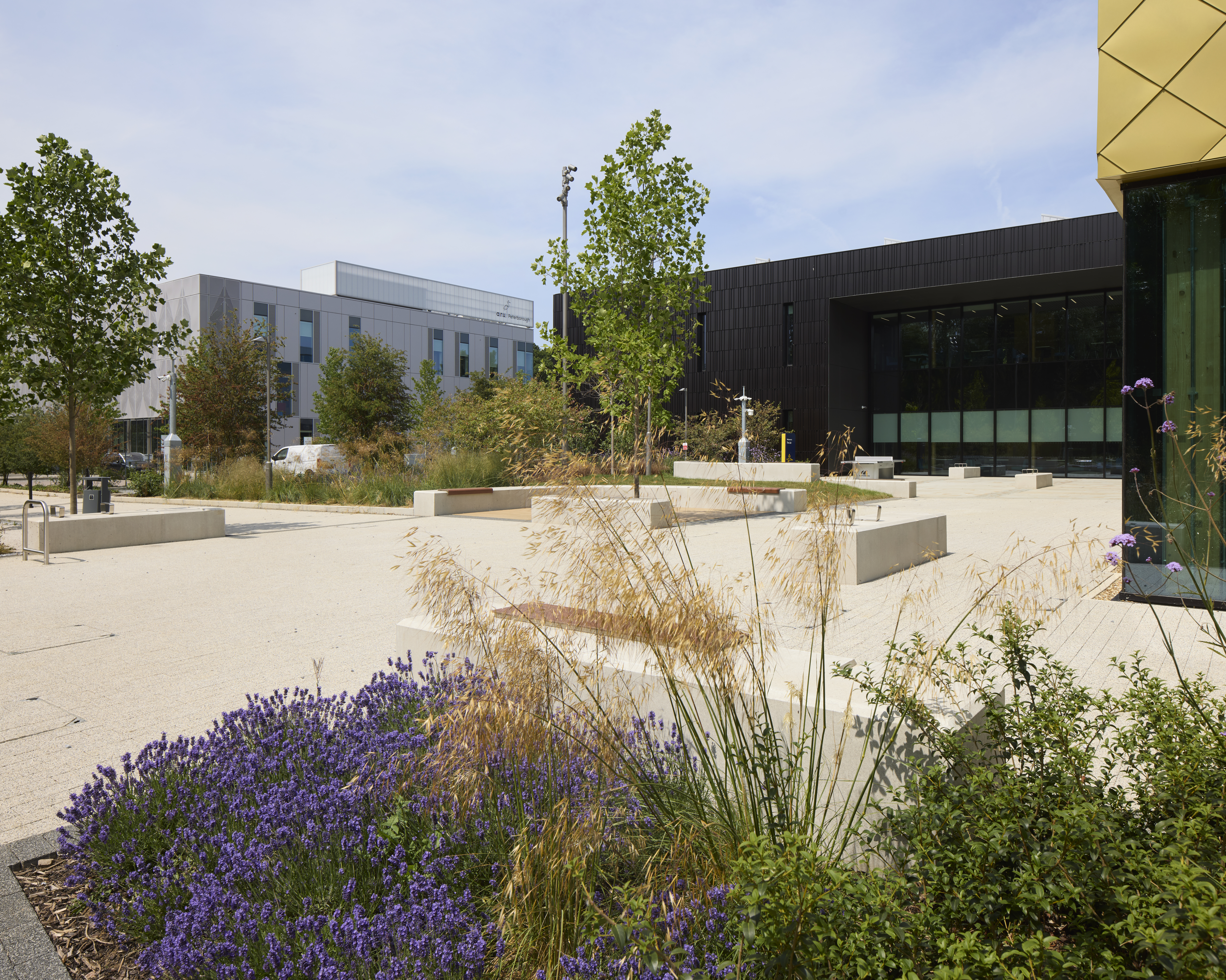 A landscaped courtyard with stone benches and purple flowers is surrounded by modern university buildings.