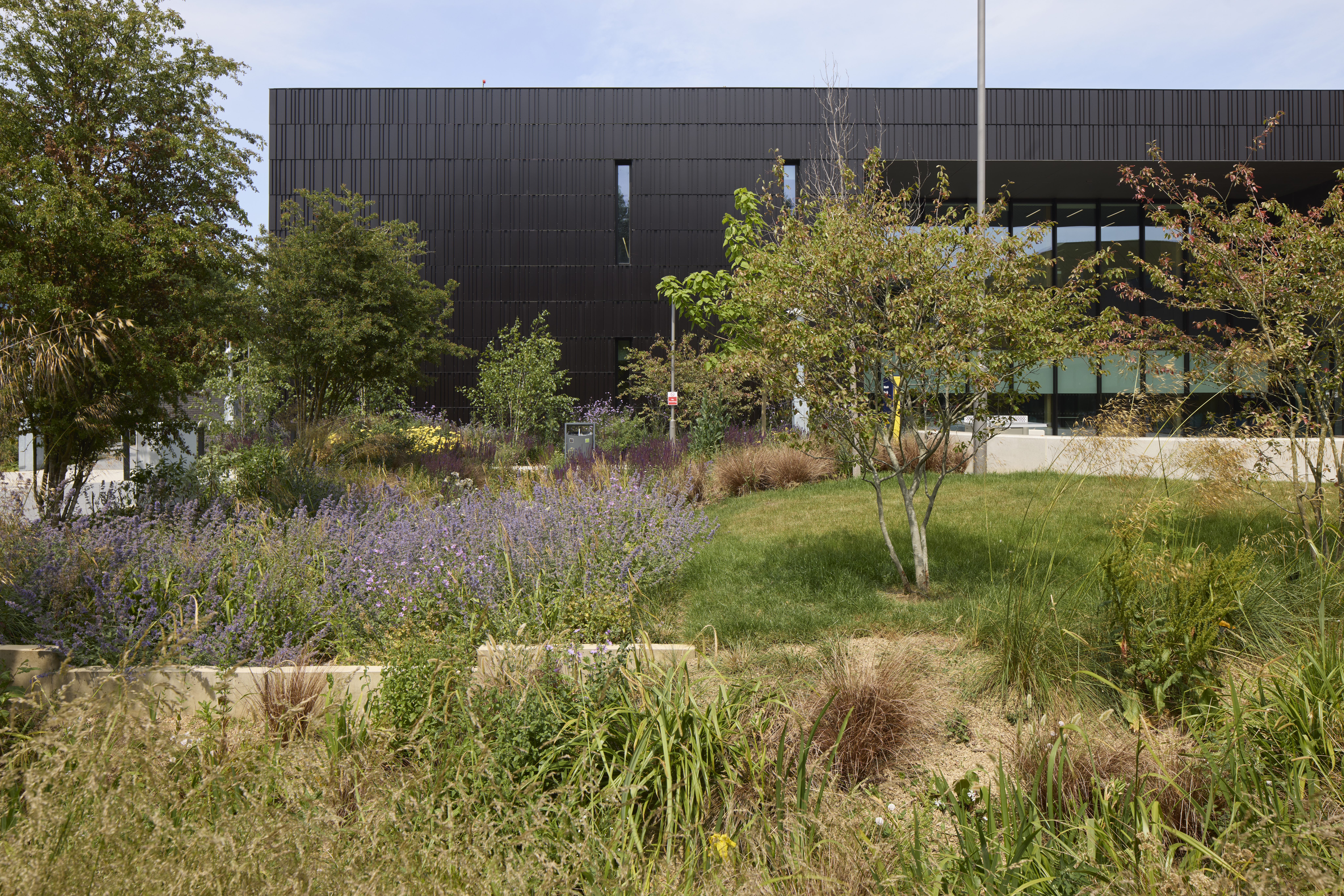 A landscaped garden with a variety of wildflowers and grasses is in front of a modern black university building.