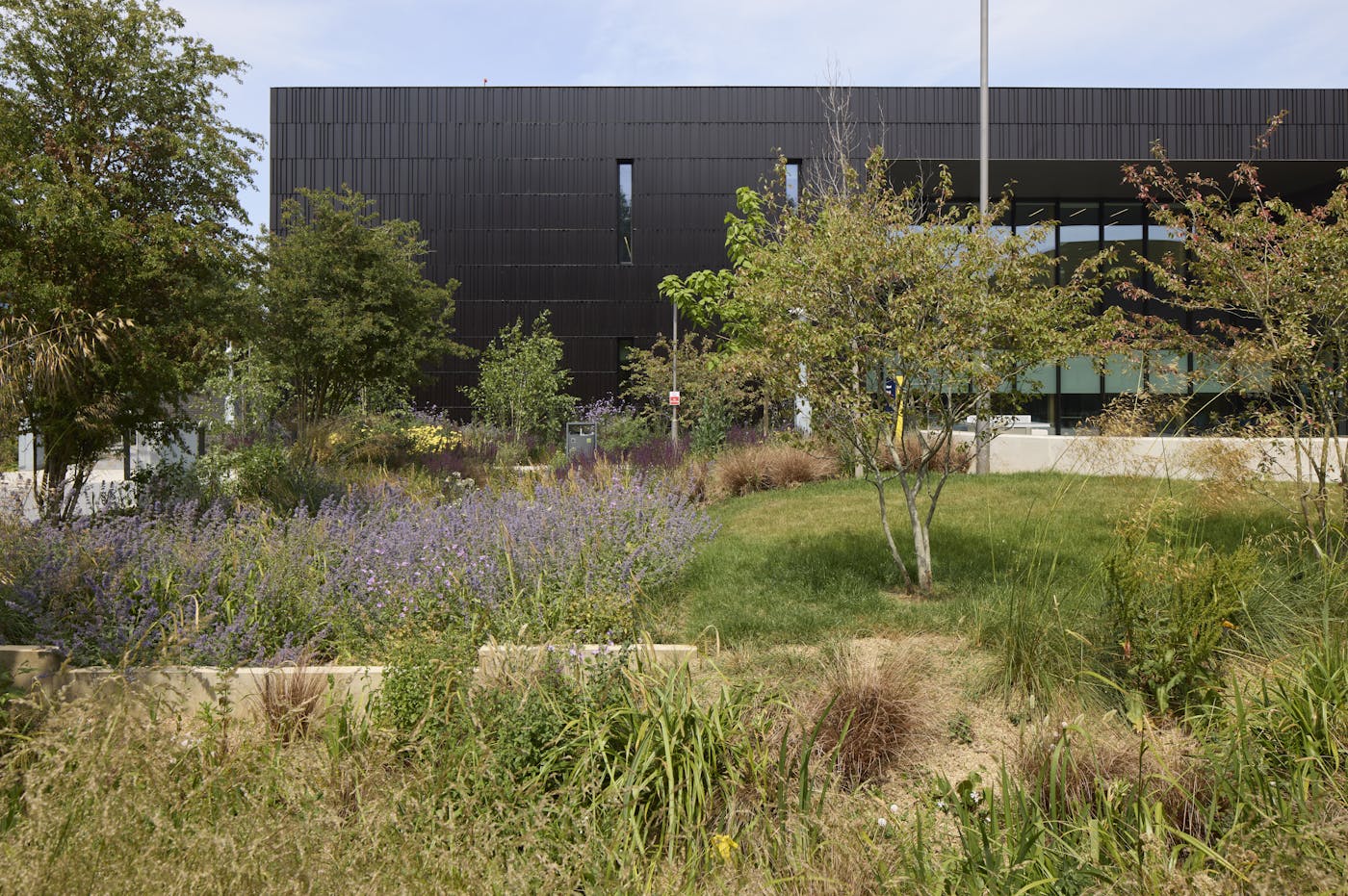 A landscaped garden with a variety of wildflowers and grasses is in front of a modern black university building.