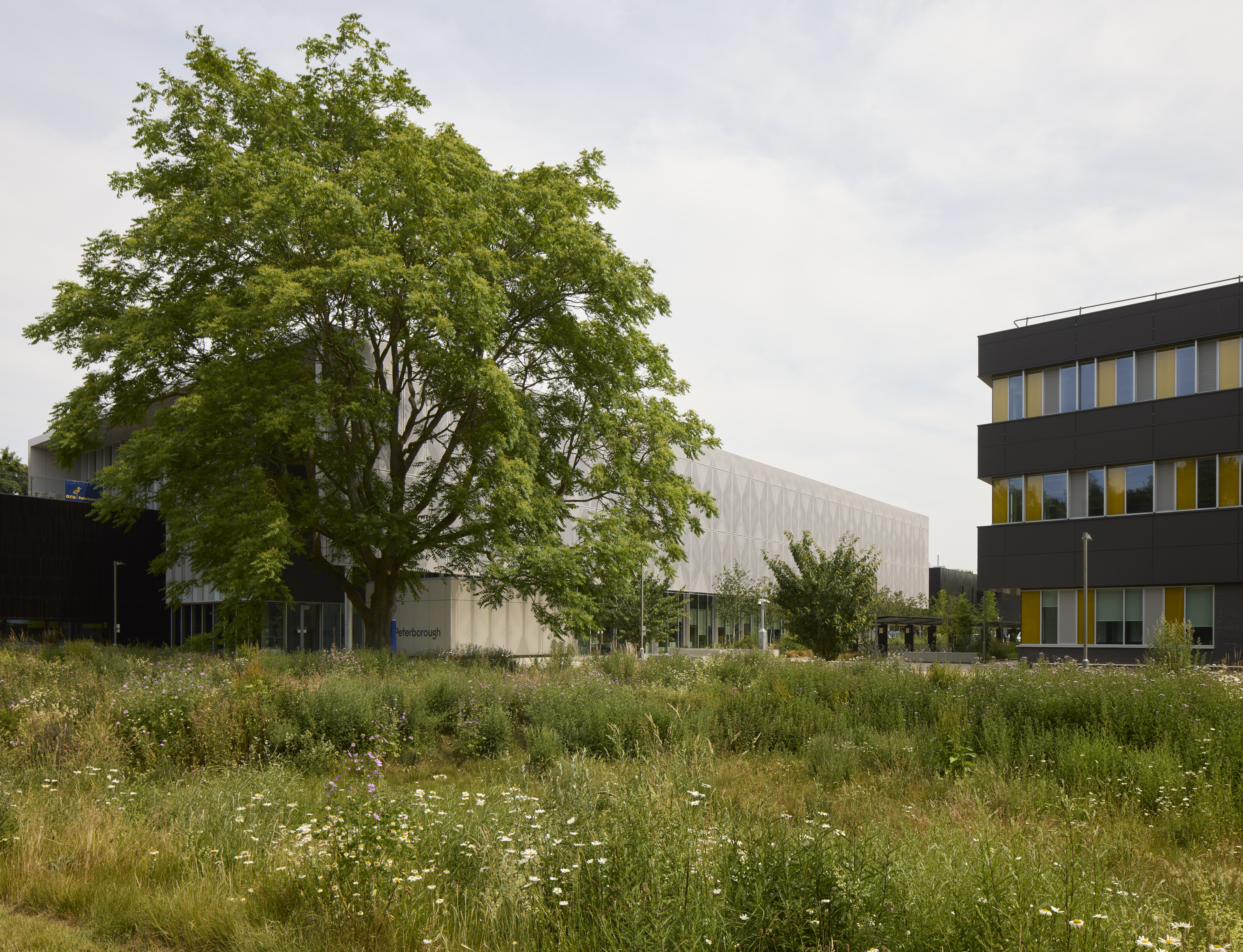 A large tree and a field of wildflowers are in front of two modern university buildings.