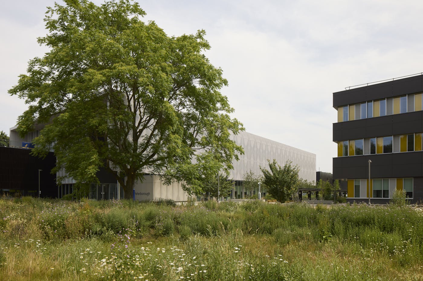 A large tree and a field of wildflowers are in front of two modern university buildings.