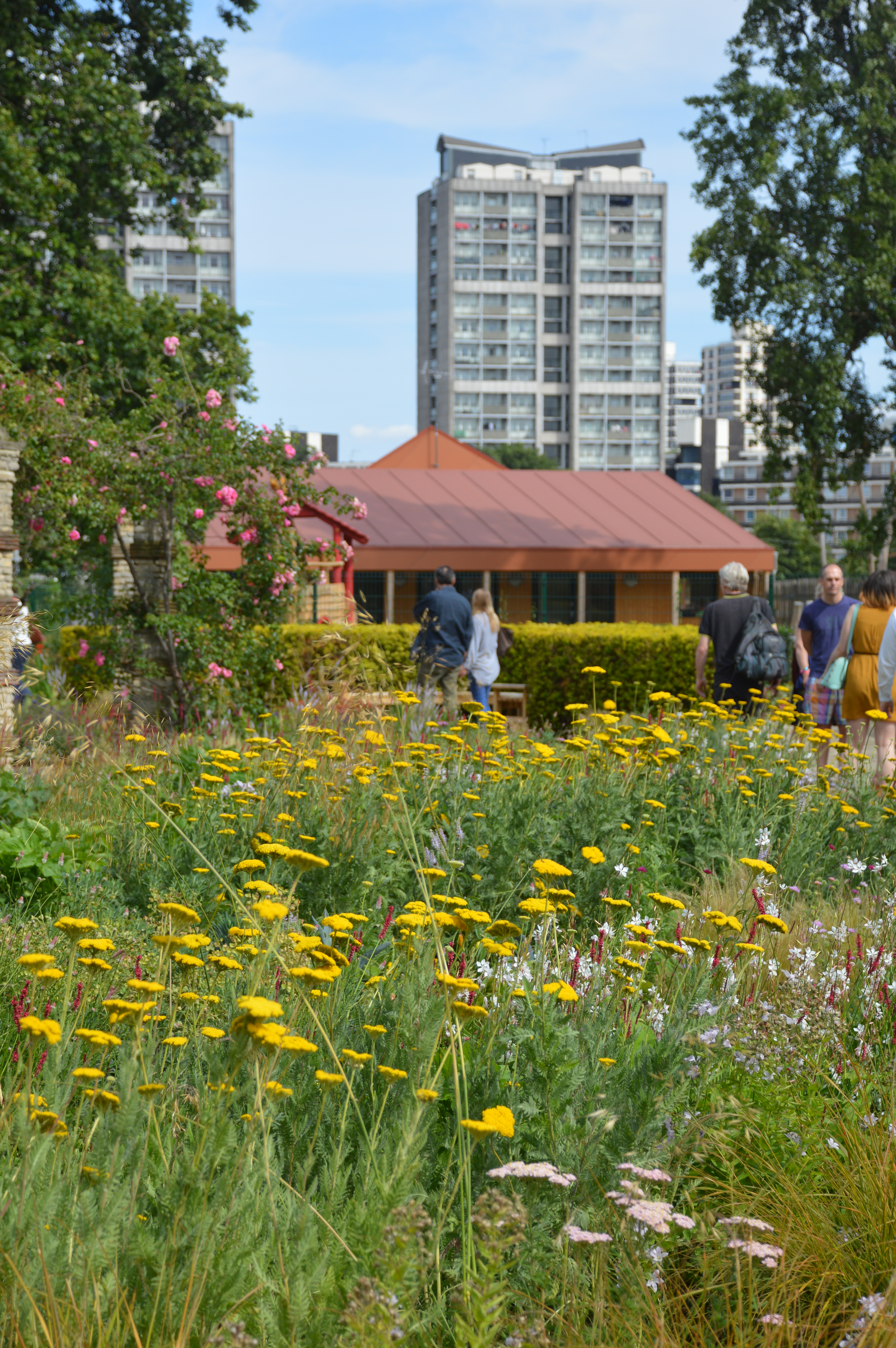 An area of yellow flowers with people in the background and a high rise building