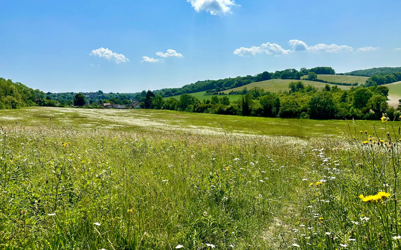 A field with wildflowers, hills in the background, and blue skies