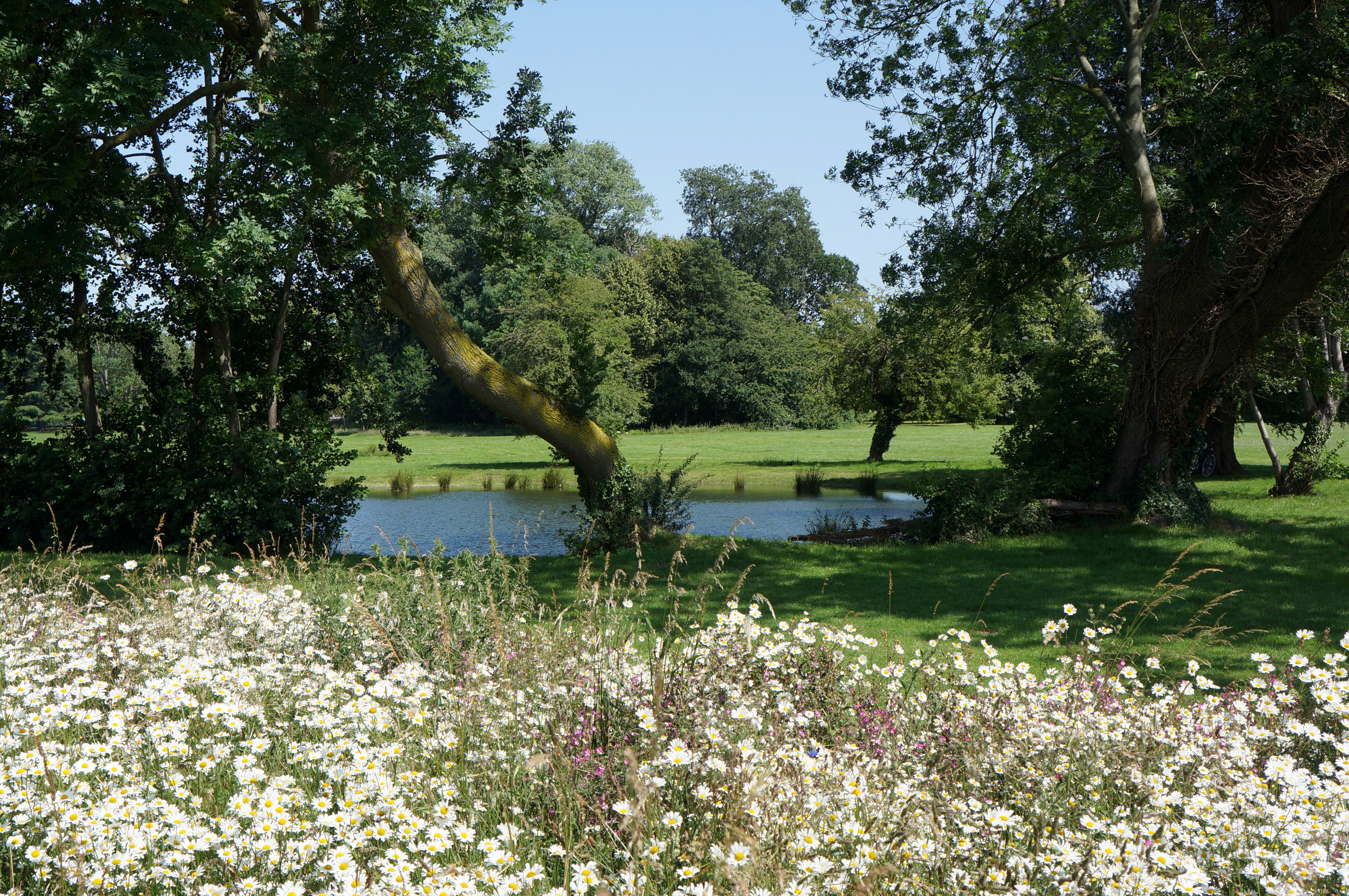 Wildflowers, trees and water in the background