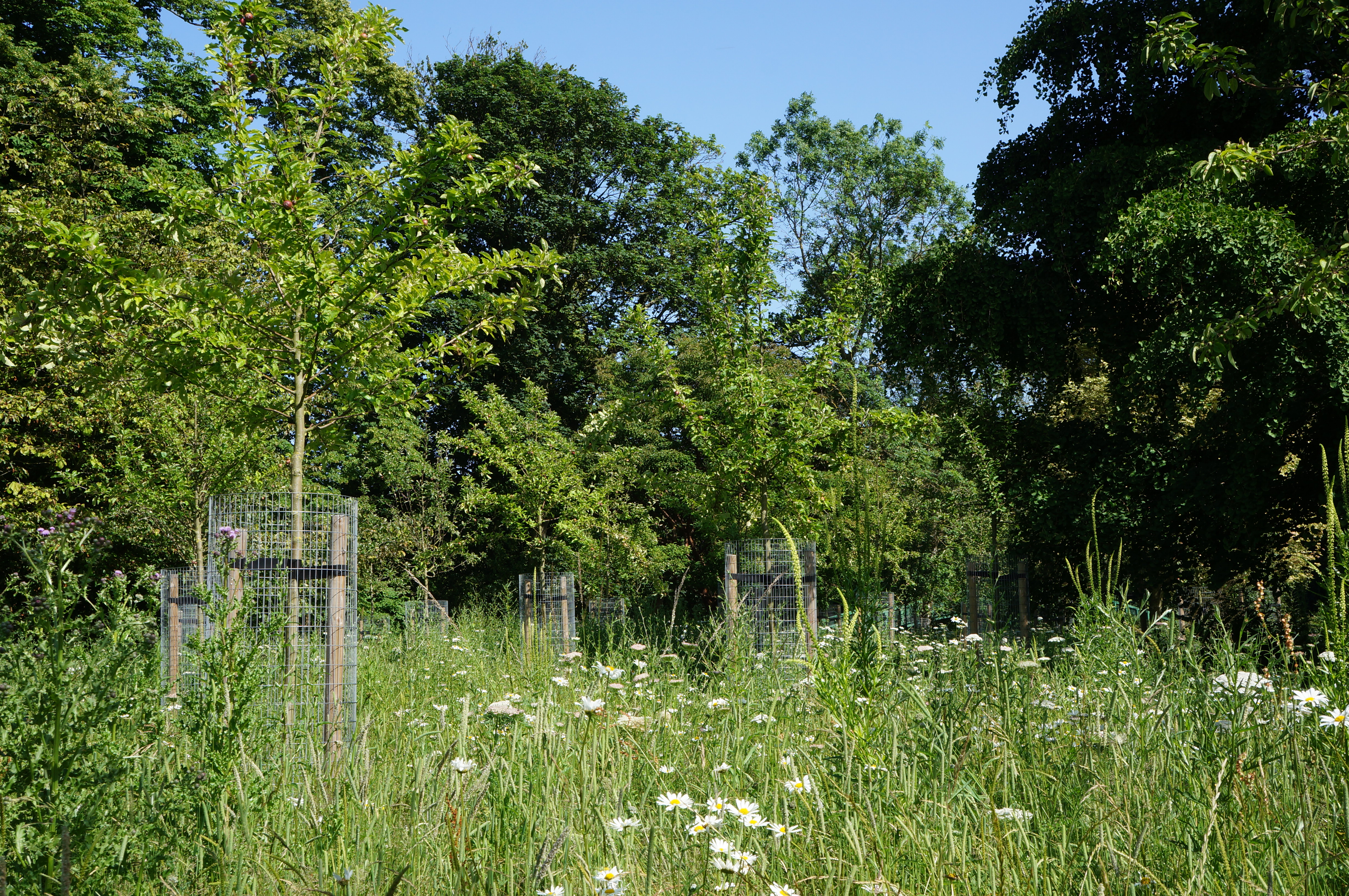 Trees and wildflowers