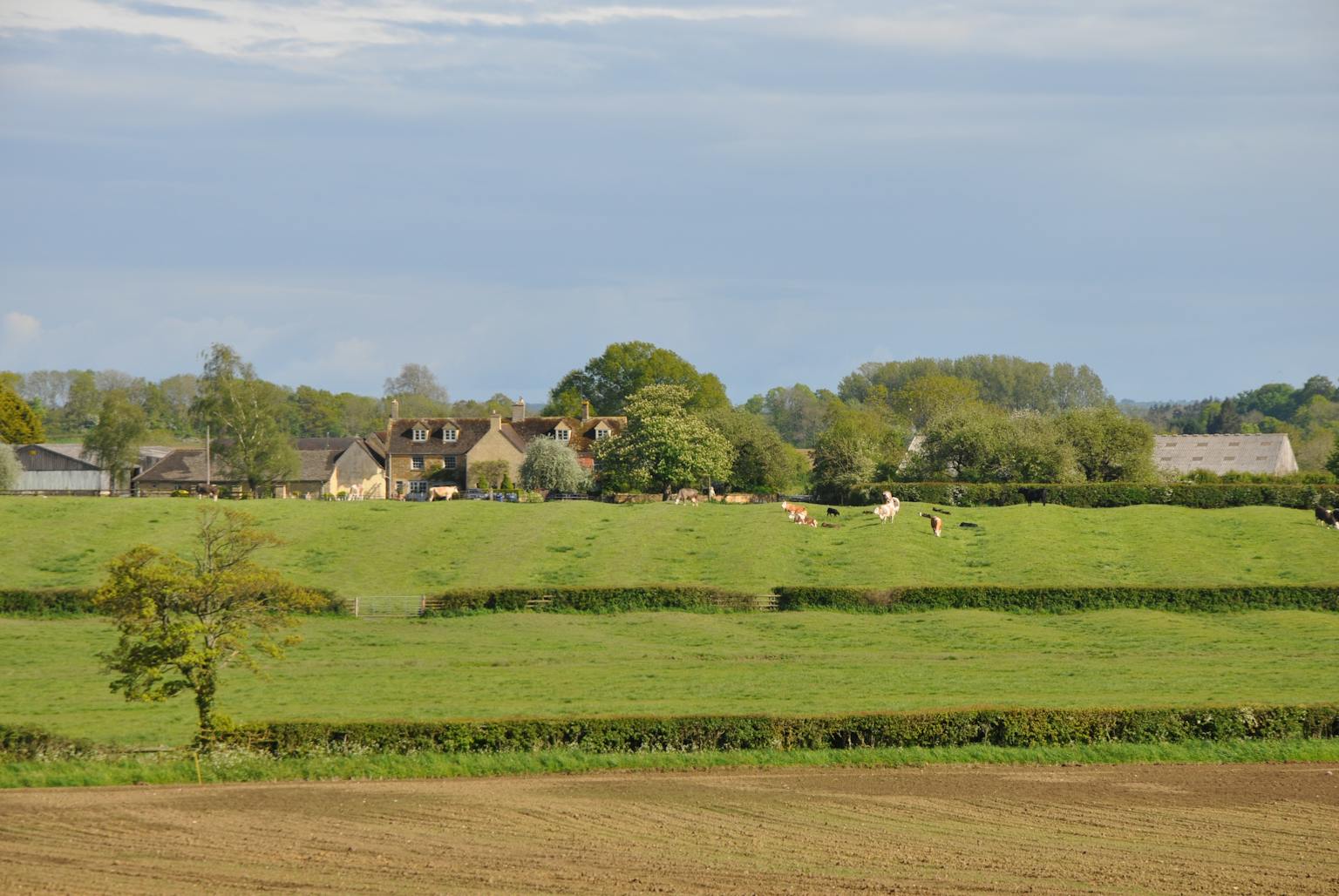A field with houses and trees in the background