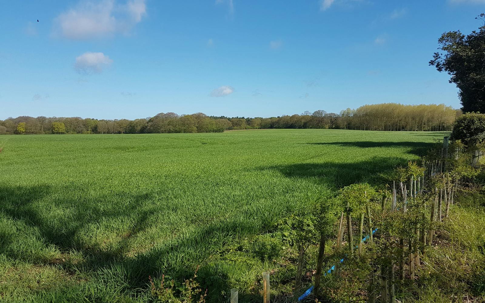 A green field of crops with a treeline in the distance under a blue sky with fluffy white clouds. A row of young saplings with stakes lines the foreground.
