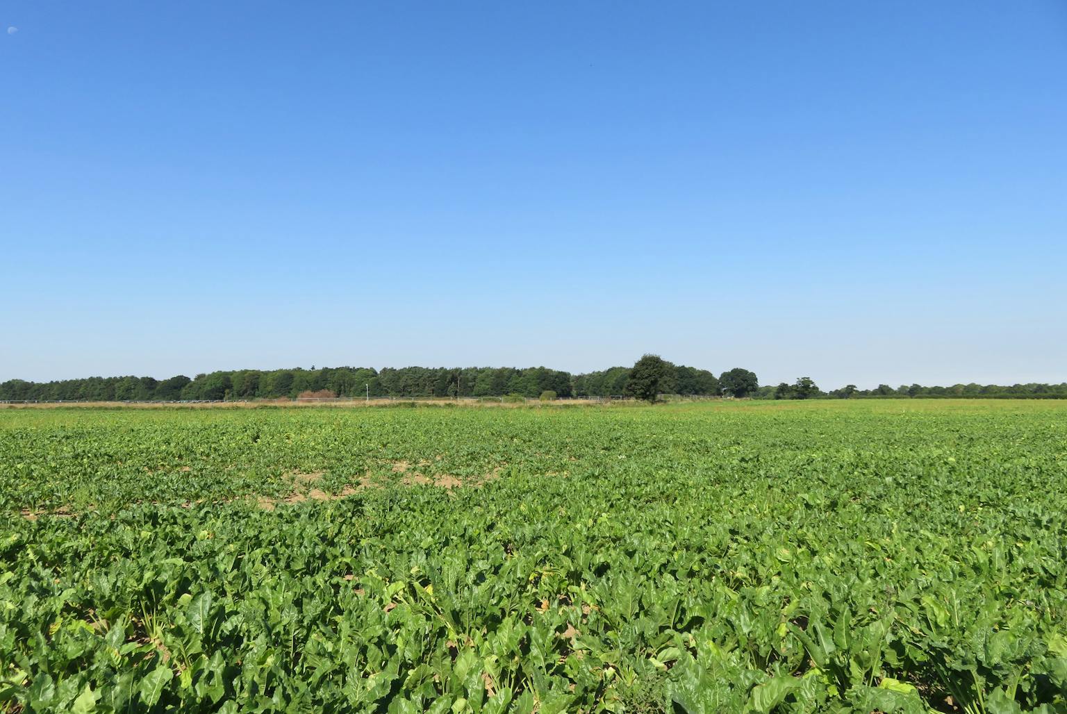 A wide, flat, green field of leafy plants under a clear, cloudless blue sky, with a distant treeline on the horizon.