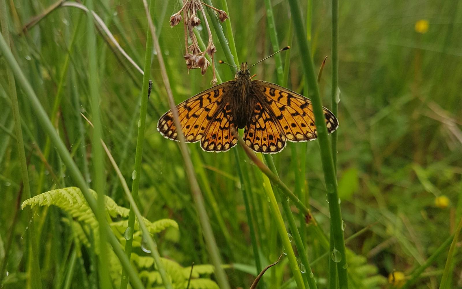 An orange butterfly with black markings on grass