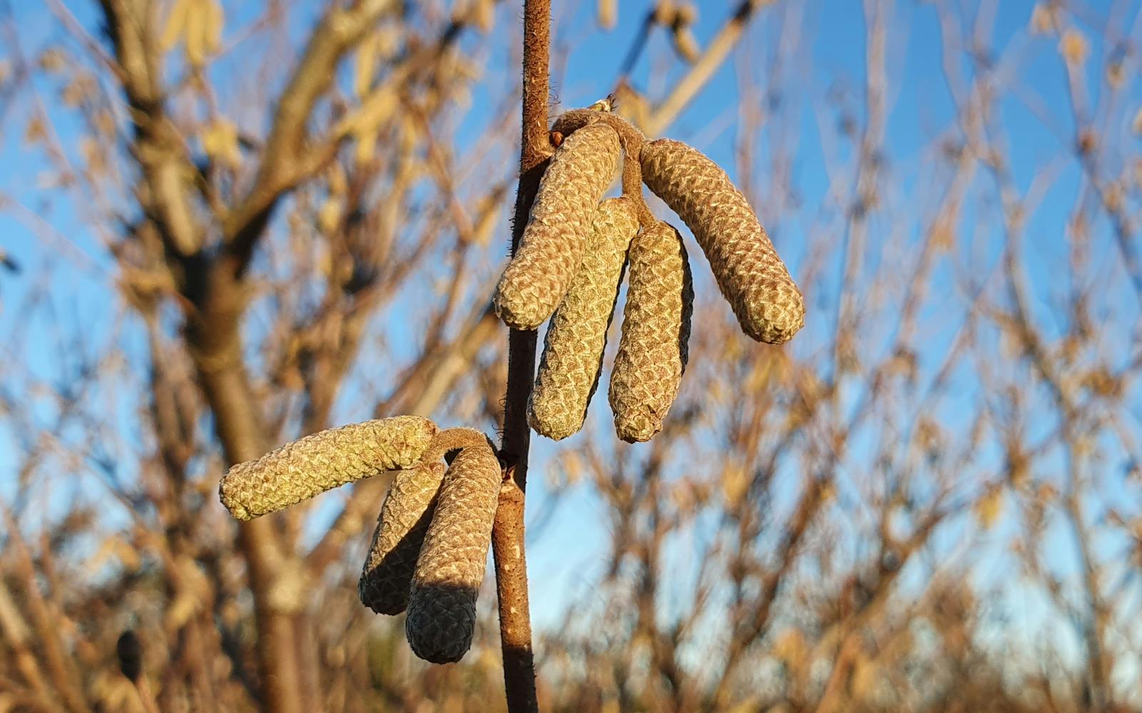 A close-up of several hazel catkins hanging from a bare branch against a bright blue sky, with out-of-focus winter trees in the background.