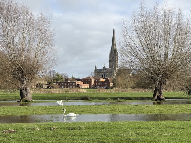 A landscape view across a flooded green meadow with two swans swimming in the water, framed by two large, bare pollard willow trees, with the spire of Salisbury Cathedral visible in the background beyond some buildings.