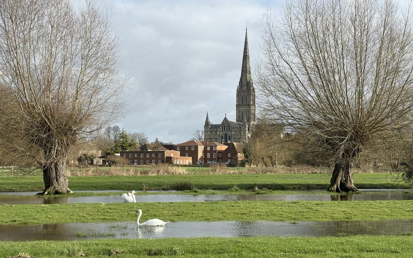 A landscape view across a flooded green meadow with two swans swimming in the water, framed by two large, bare pollard willow trees, with the spire of Salisbury Cathedral visible in the background beyond some buildings.