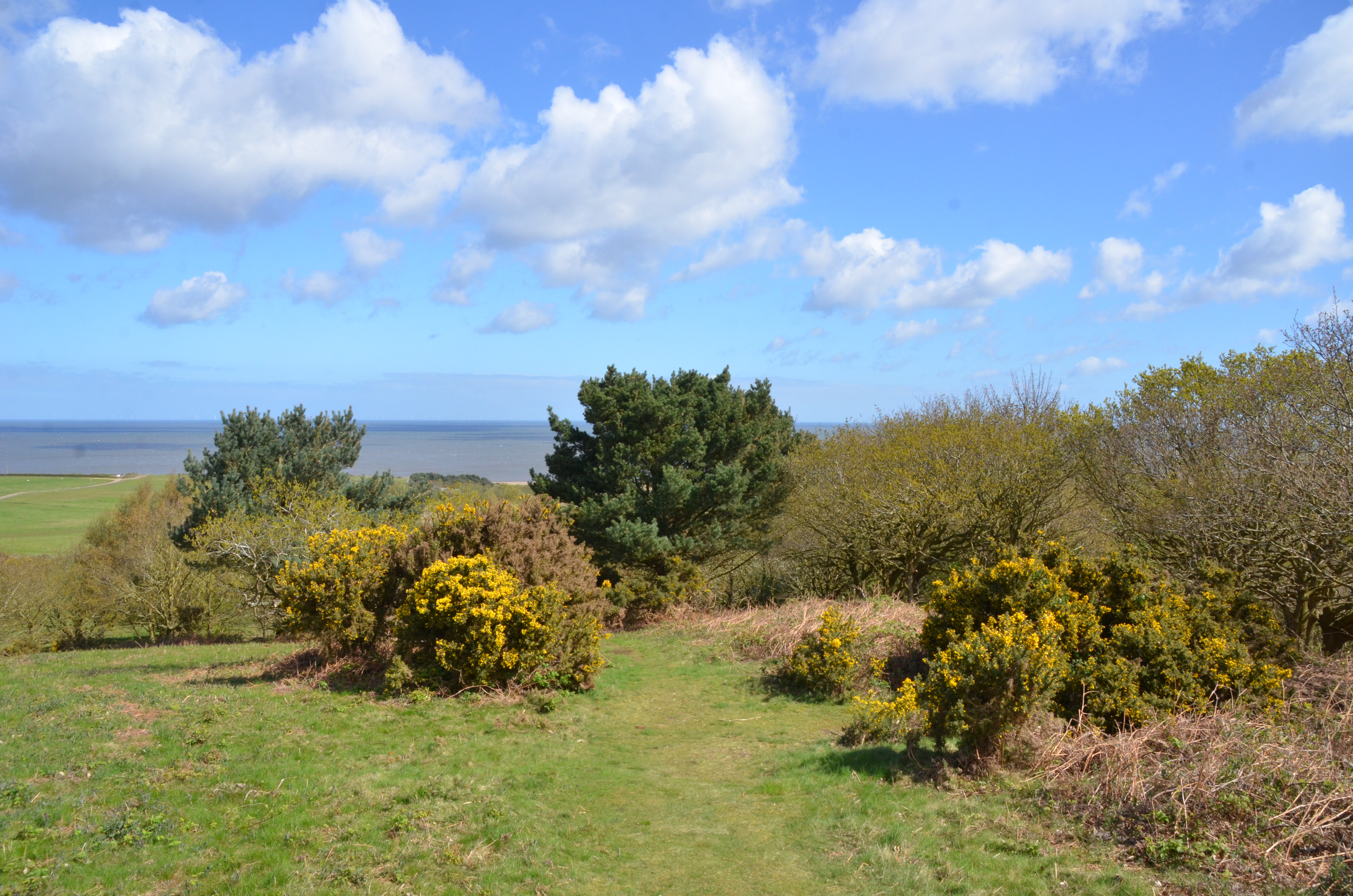 A grassy hill with gorse bushes overlooking the sea on a sunny day with blue sky and clouds.