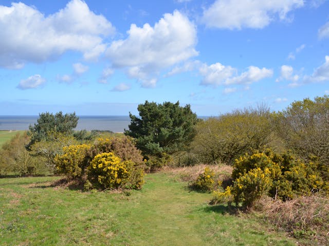 A grassy hill with gorse bushes overlooking the sea on a sunny day with blue sky and clouds.