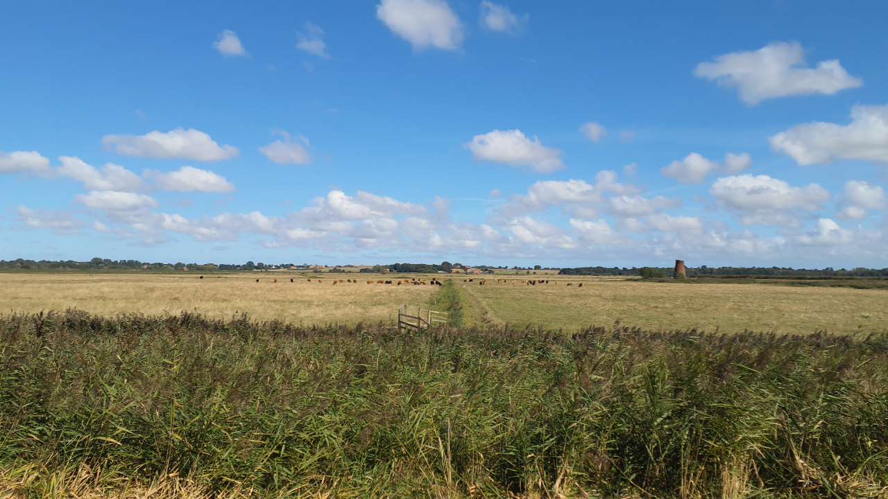 wide open grassland with cattle grazing under a bright blue sky with scattered clouds.