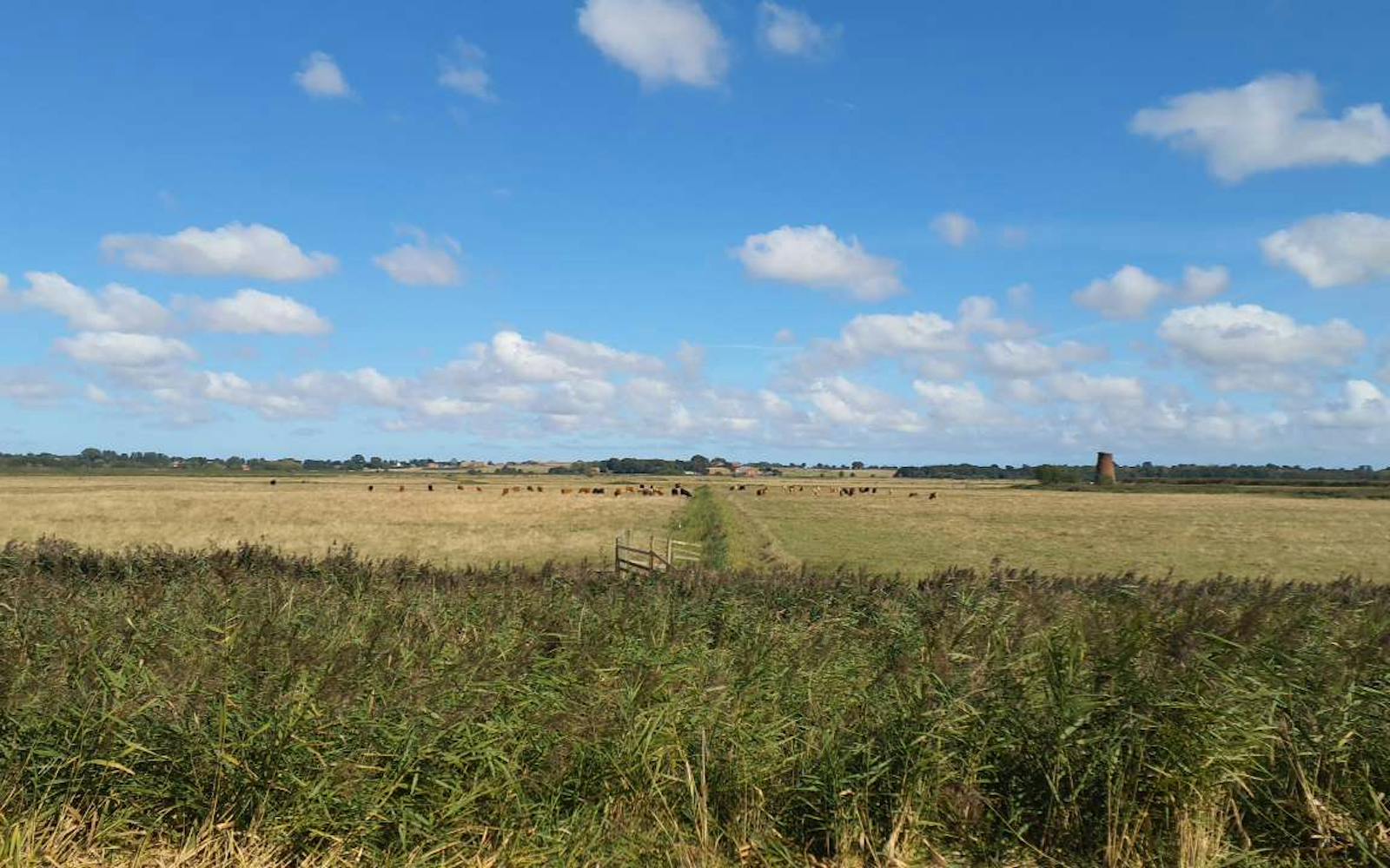 wide open grassland with cattle grazing under a bright blue sky with scattered clouds.